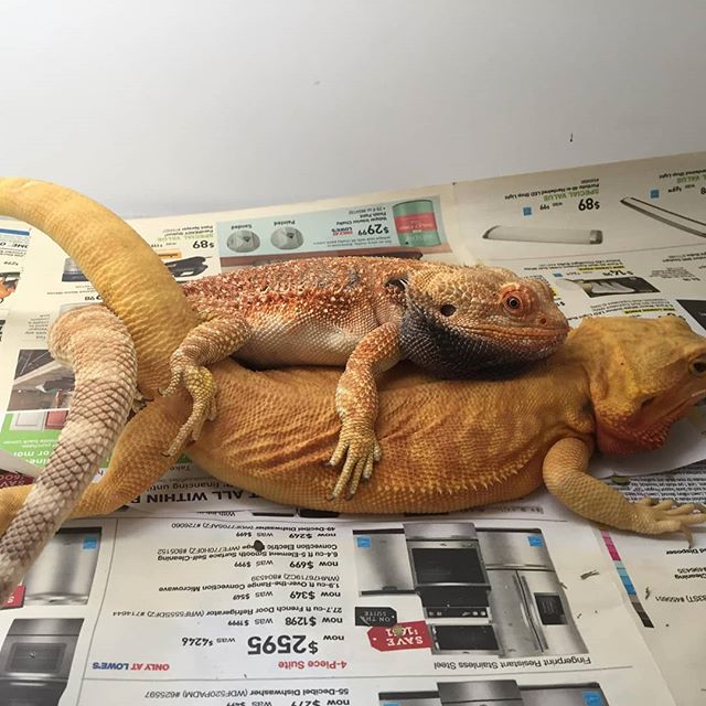 droppy eyelids reptile droppy eyelids reptile