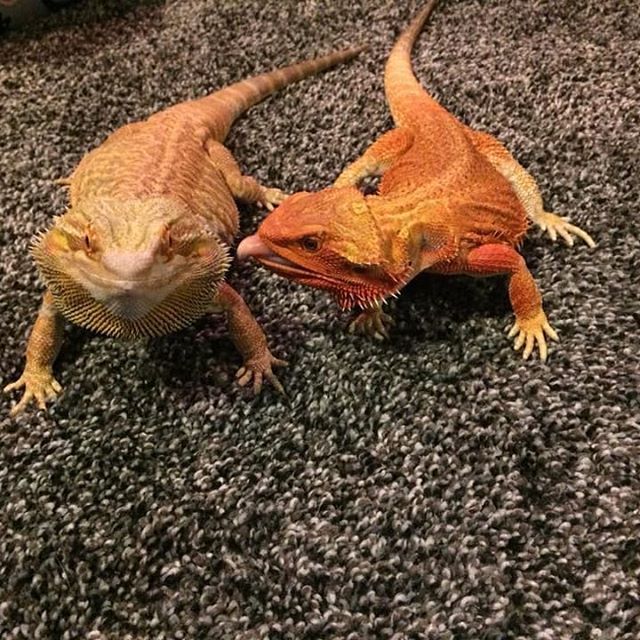 ceramic bulb for bearded dragon