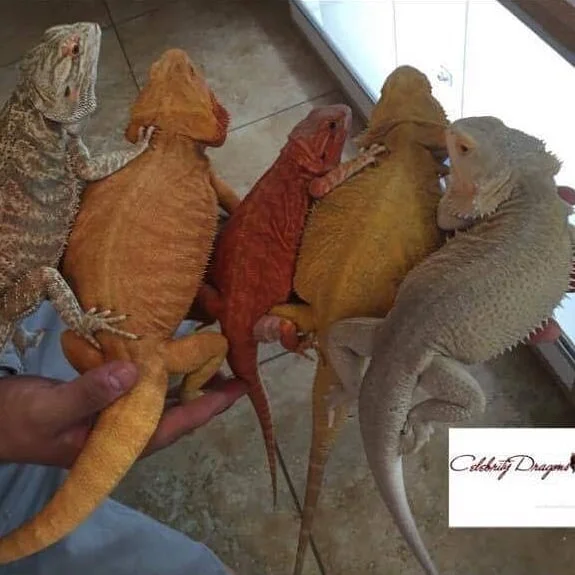 bioactive bearded dragon kit