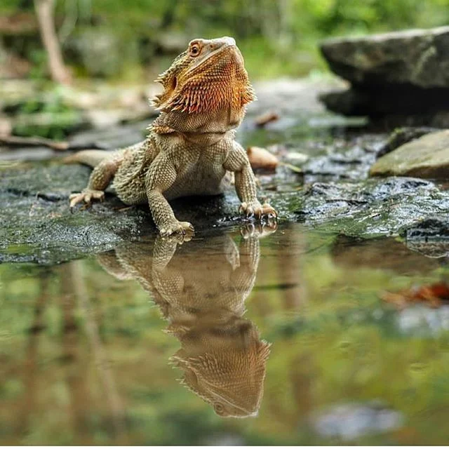 bioactive bearded dragon kit