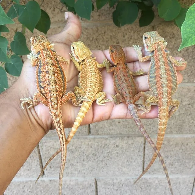 bearded dragon bioactive kit