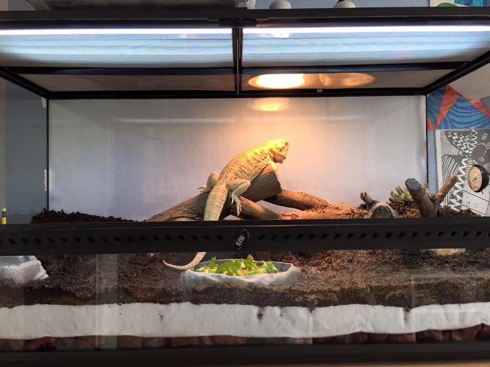 bearded dragon complete setup