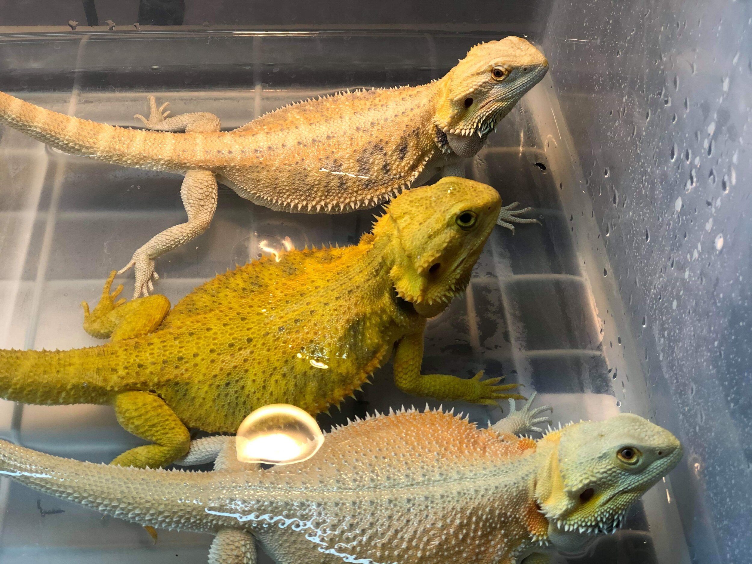 What To Do If Your Dragon Does Not Poop Bearded Dragon Obsession