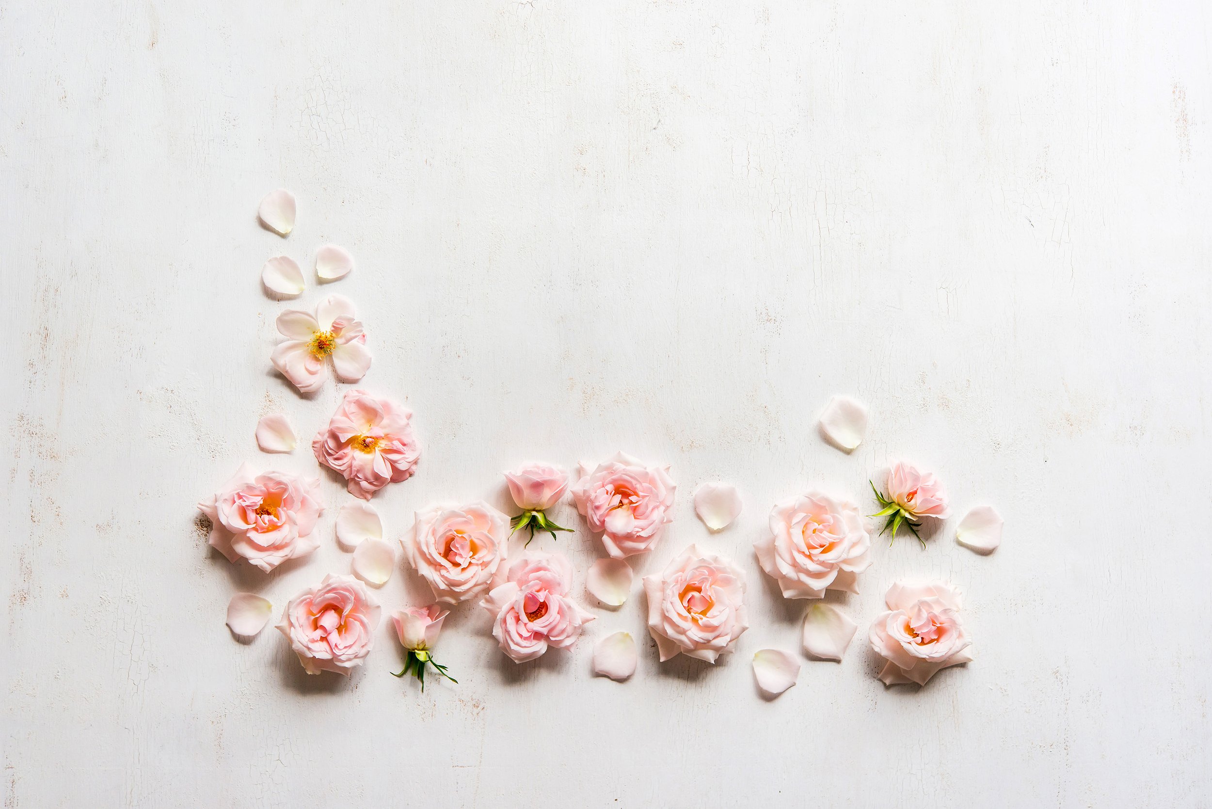 in bloom.jpg