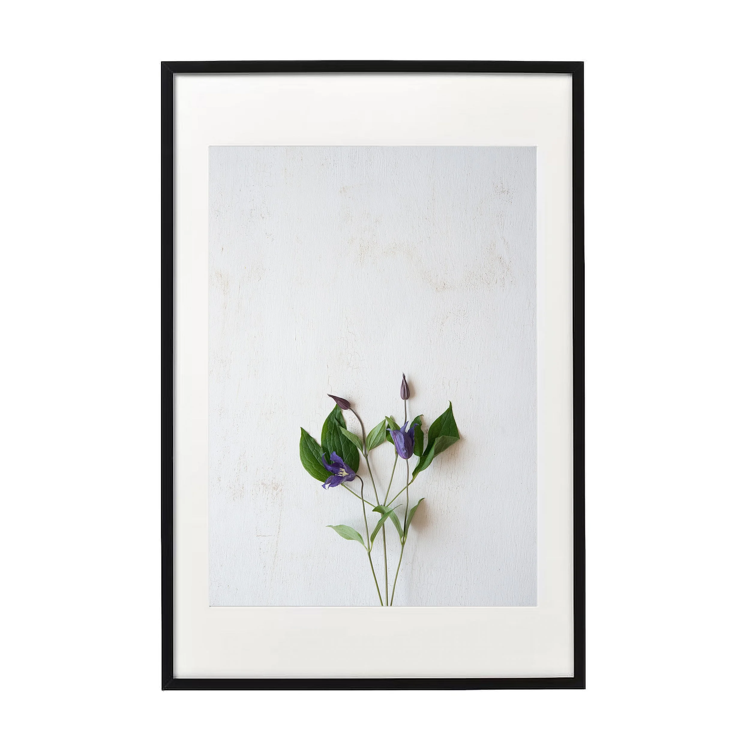 violette-b.jpg