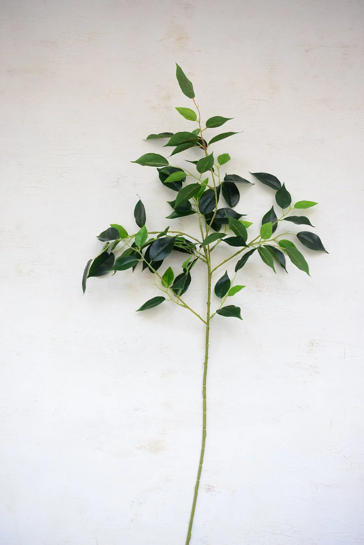 premium banyan stem-003.jpg