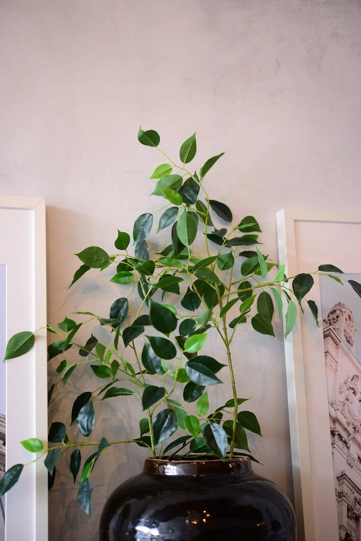 premium banyan stem-002.jpg