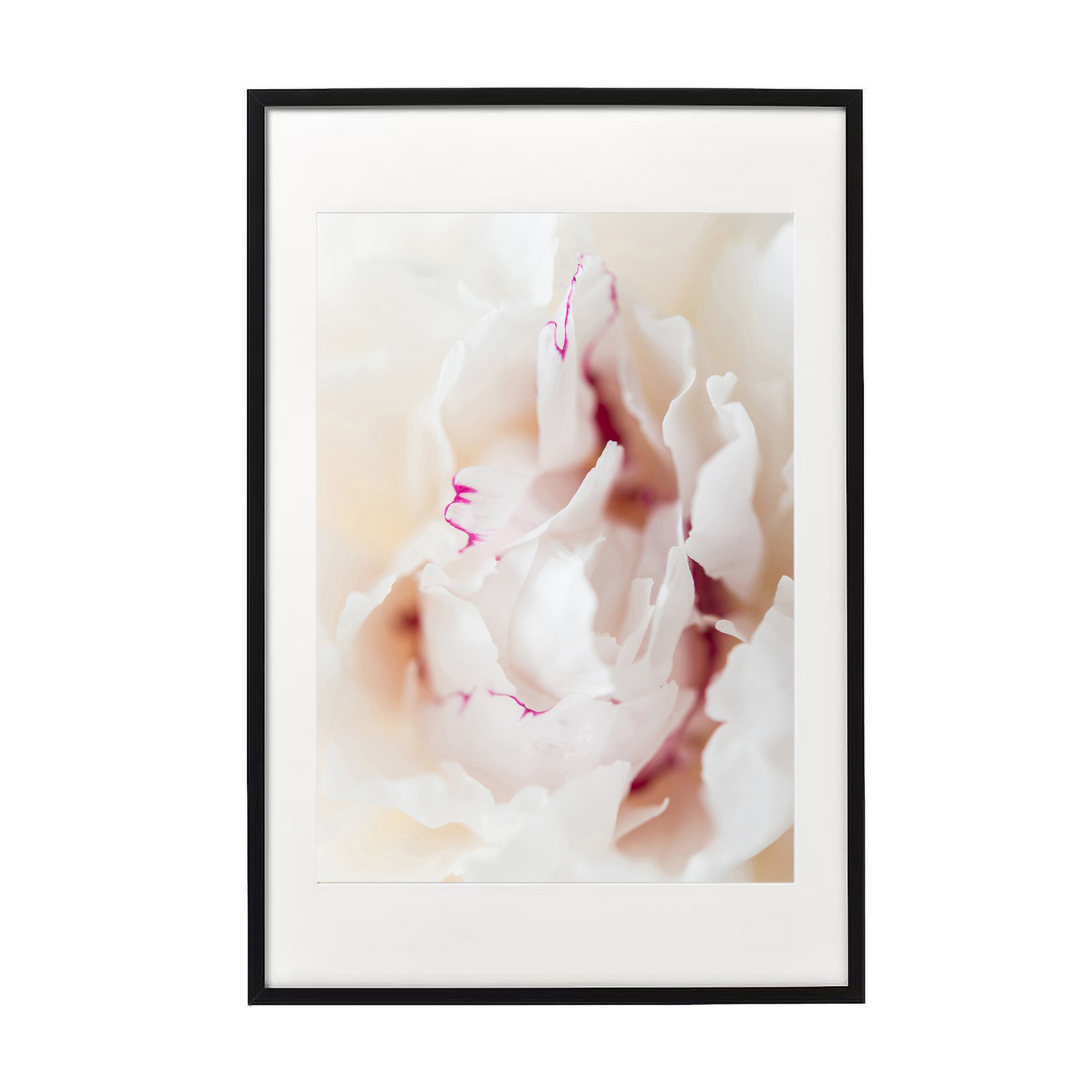 peonyb.jpg