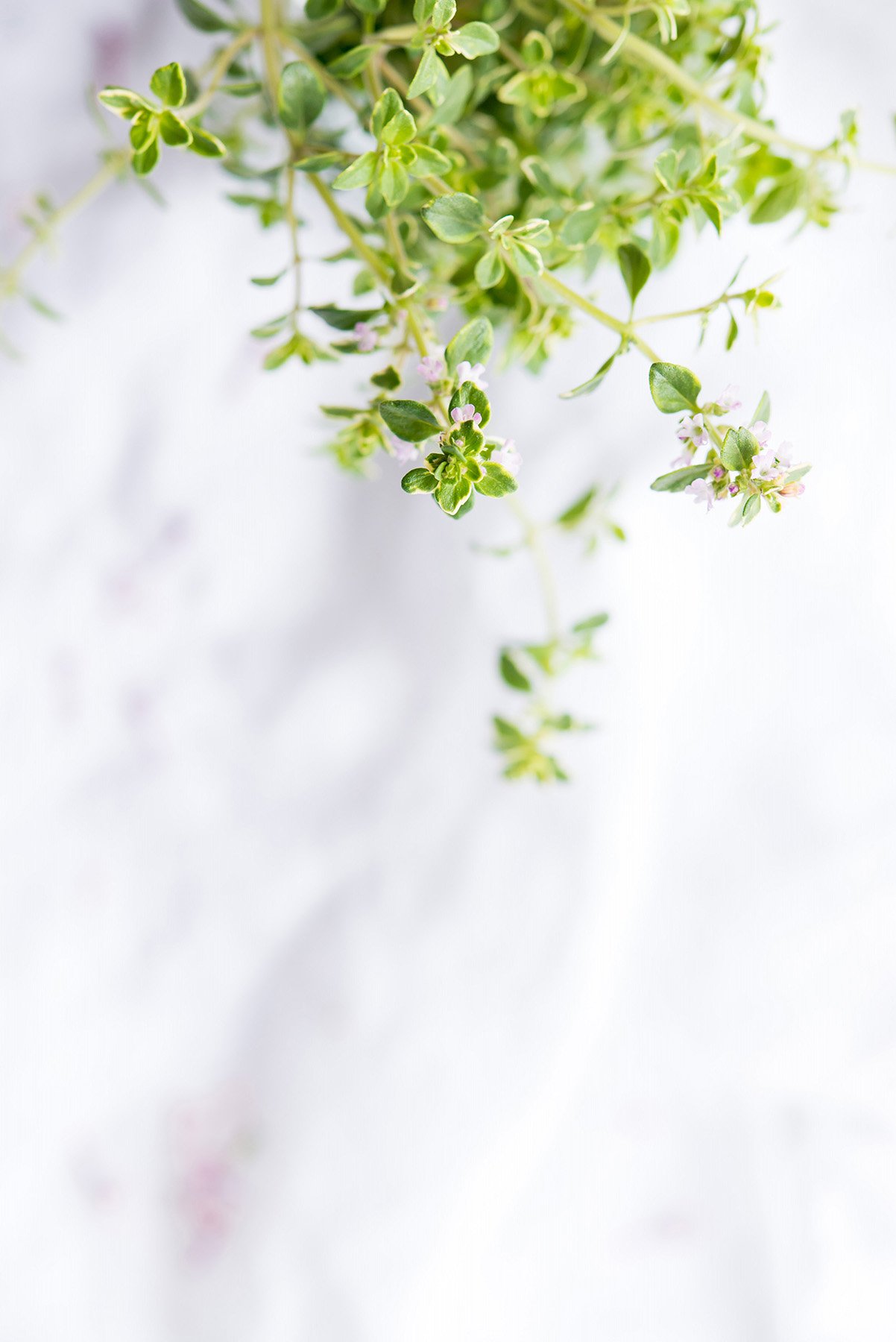 thyme.jpg