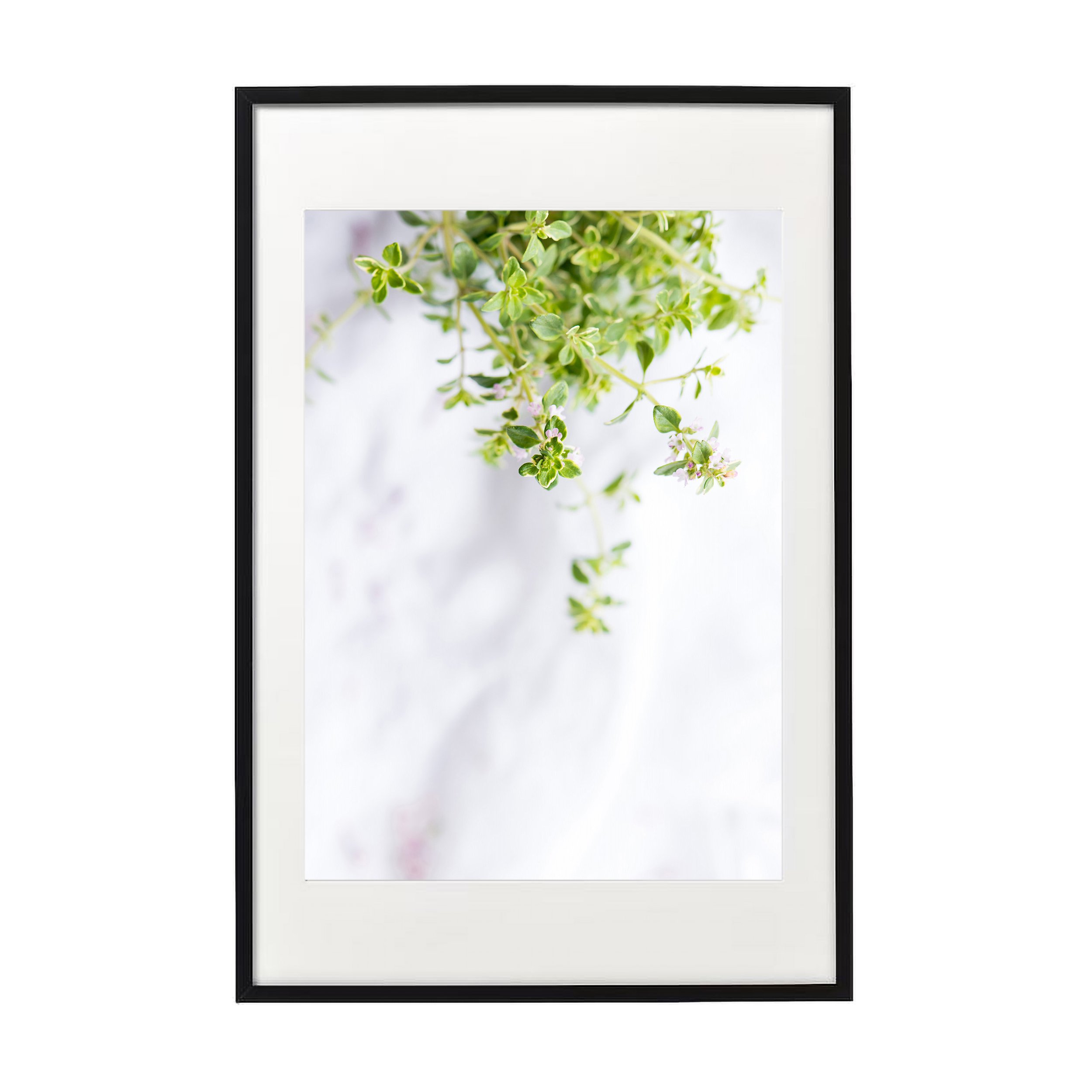 thyme-b.jpg