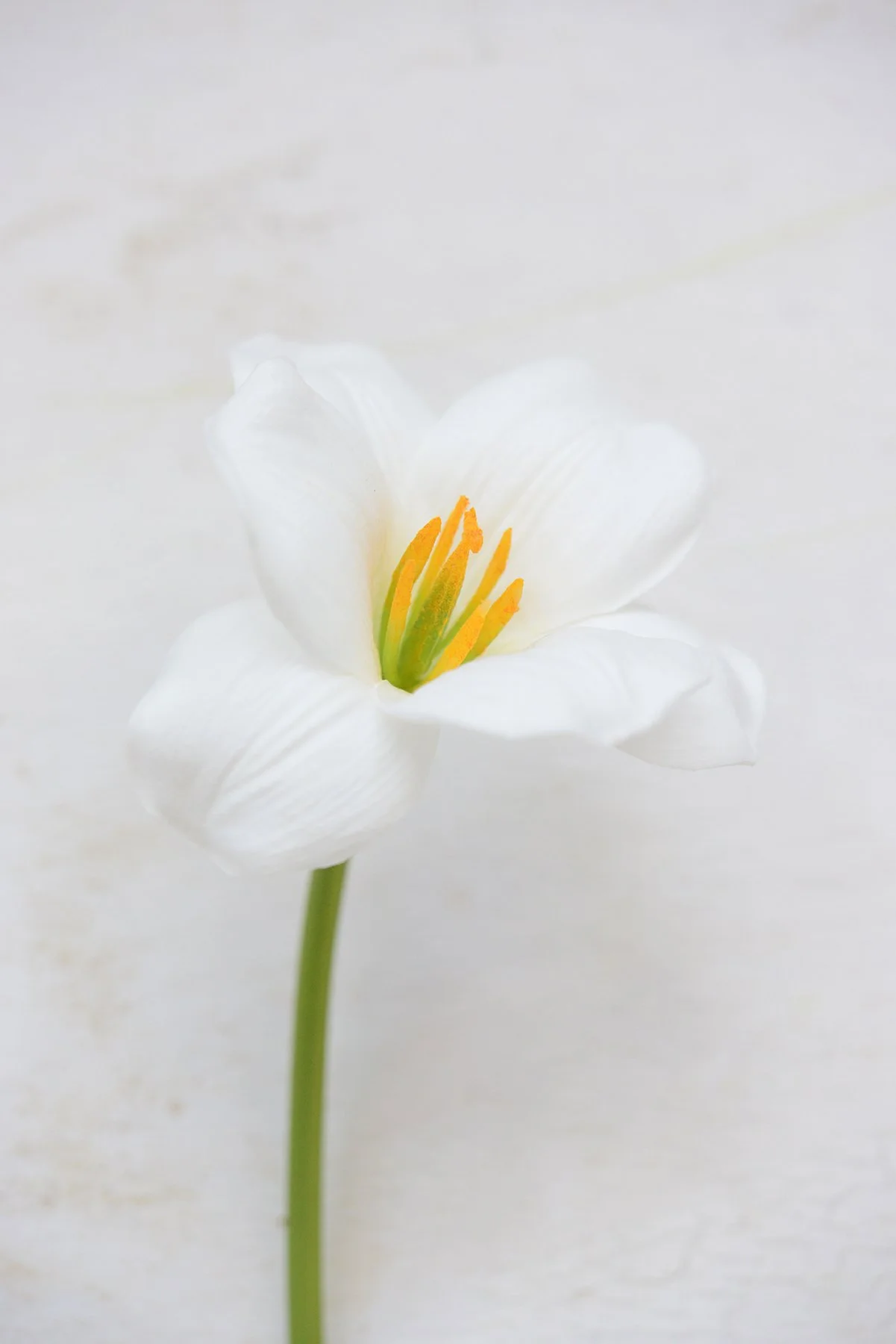premium faux lily stem-006.jpg