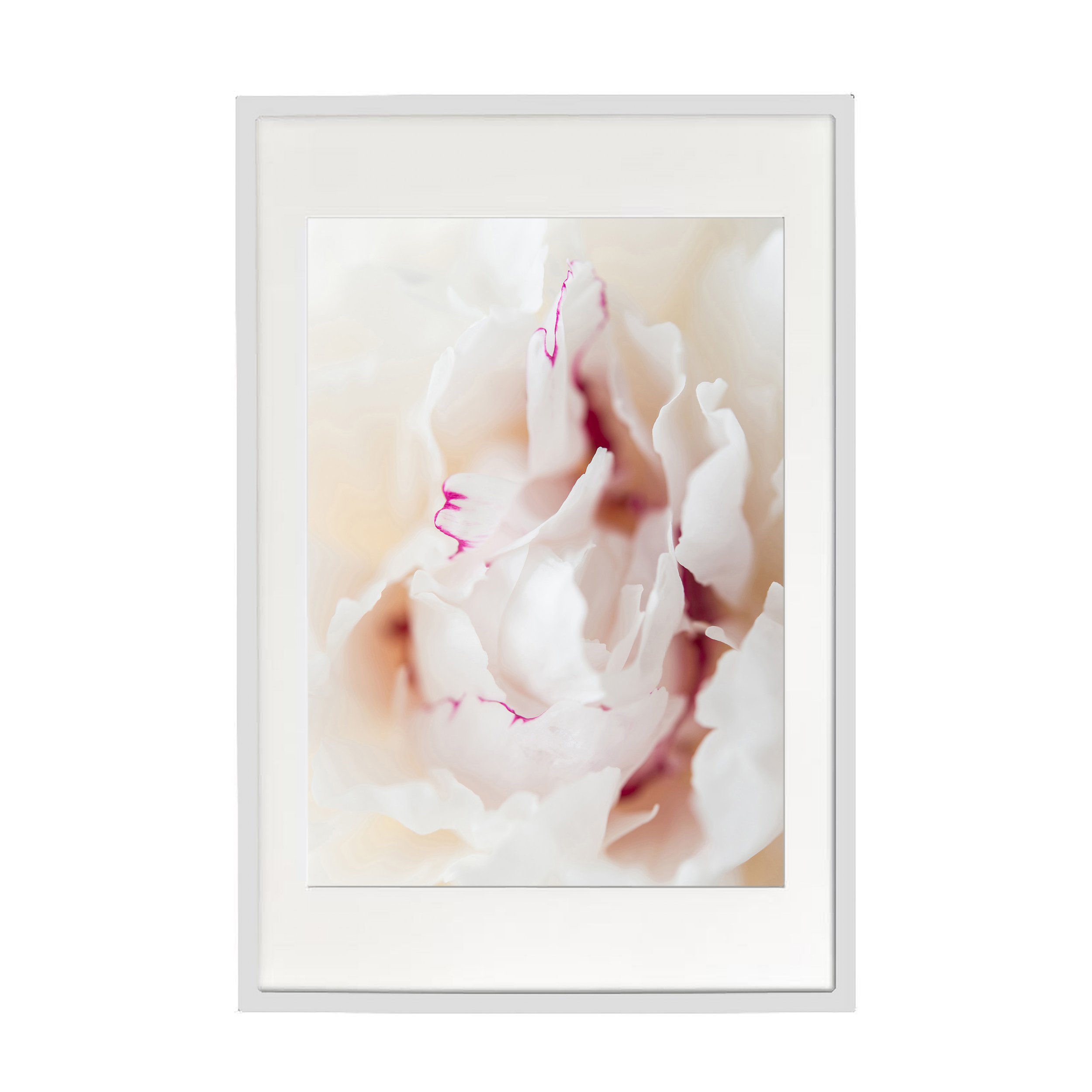 peonyw.jpg
