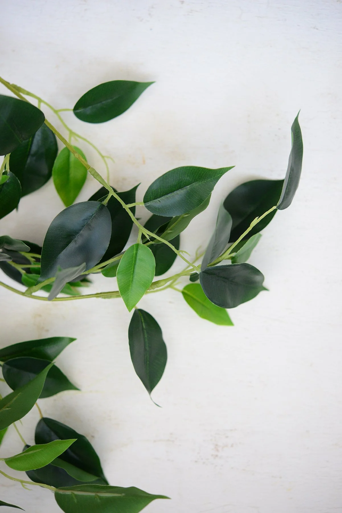 premium banyan stem-004.jpg