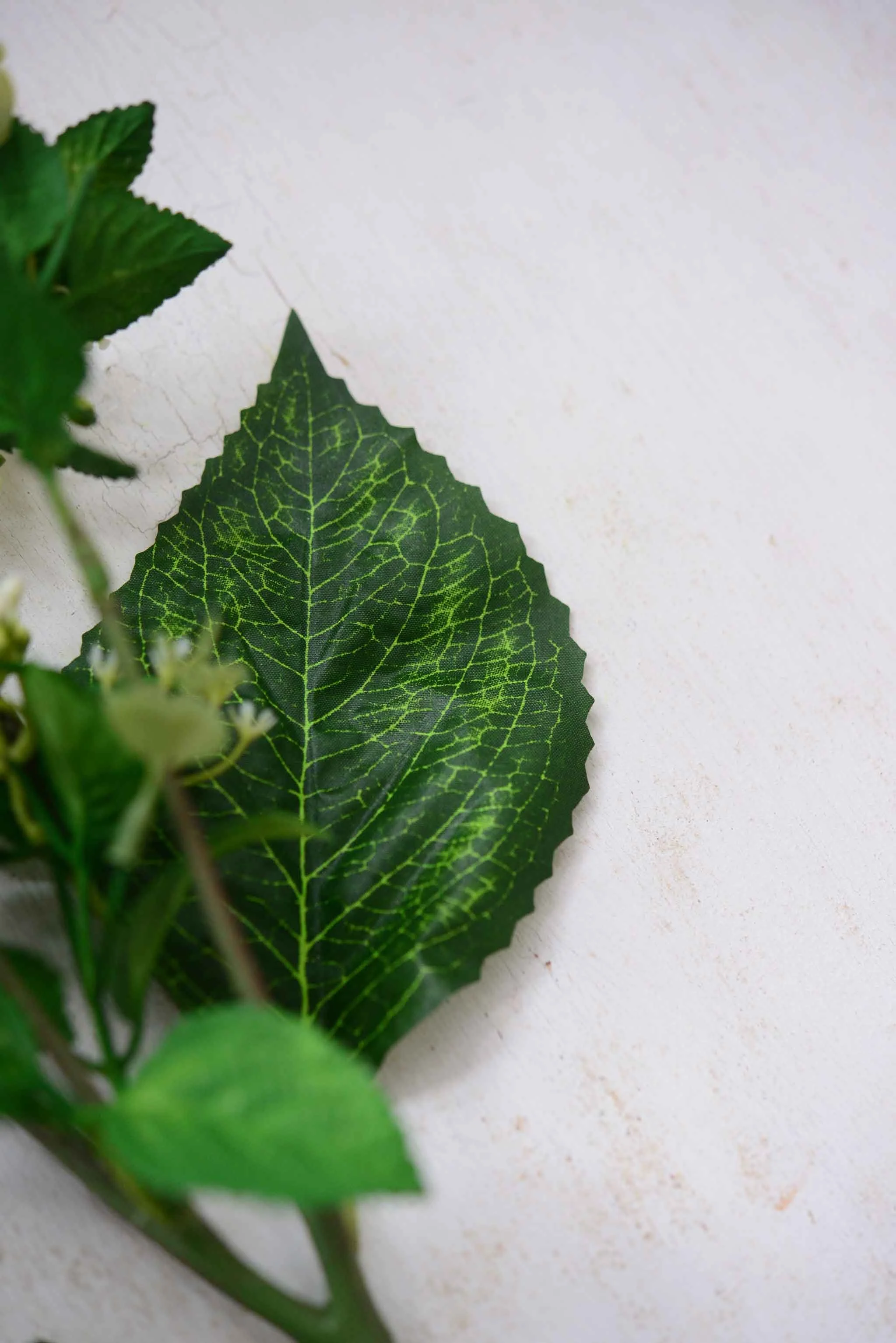 DSC_0393 copy for web.jpg