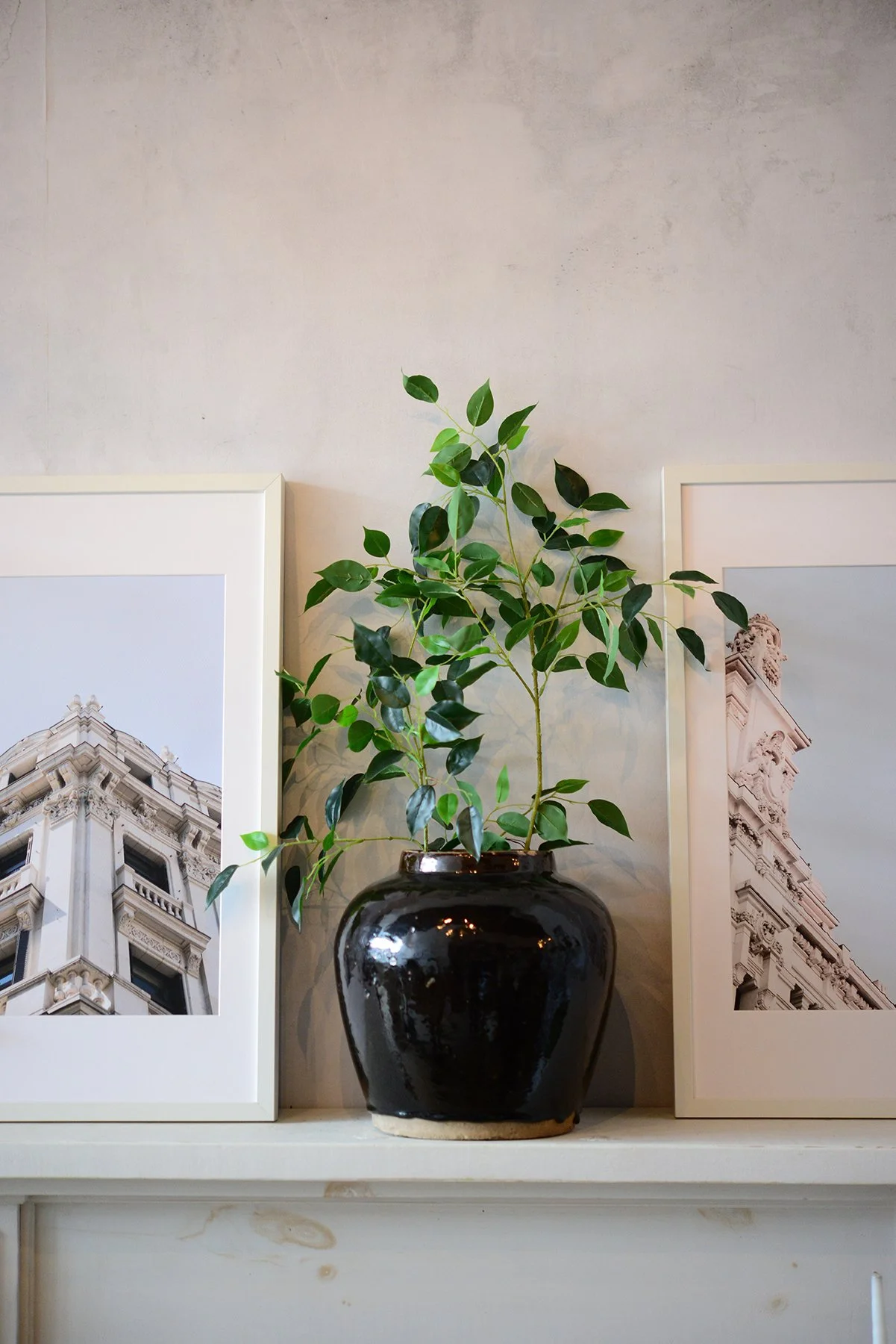 premium banyan stem-001.jpg