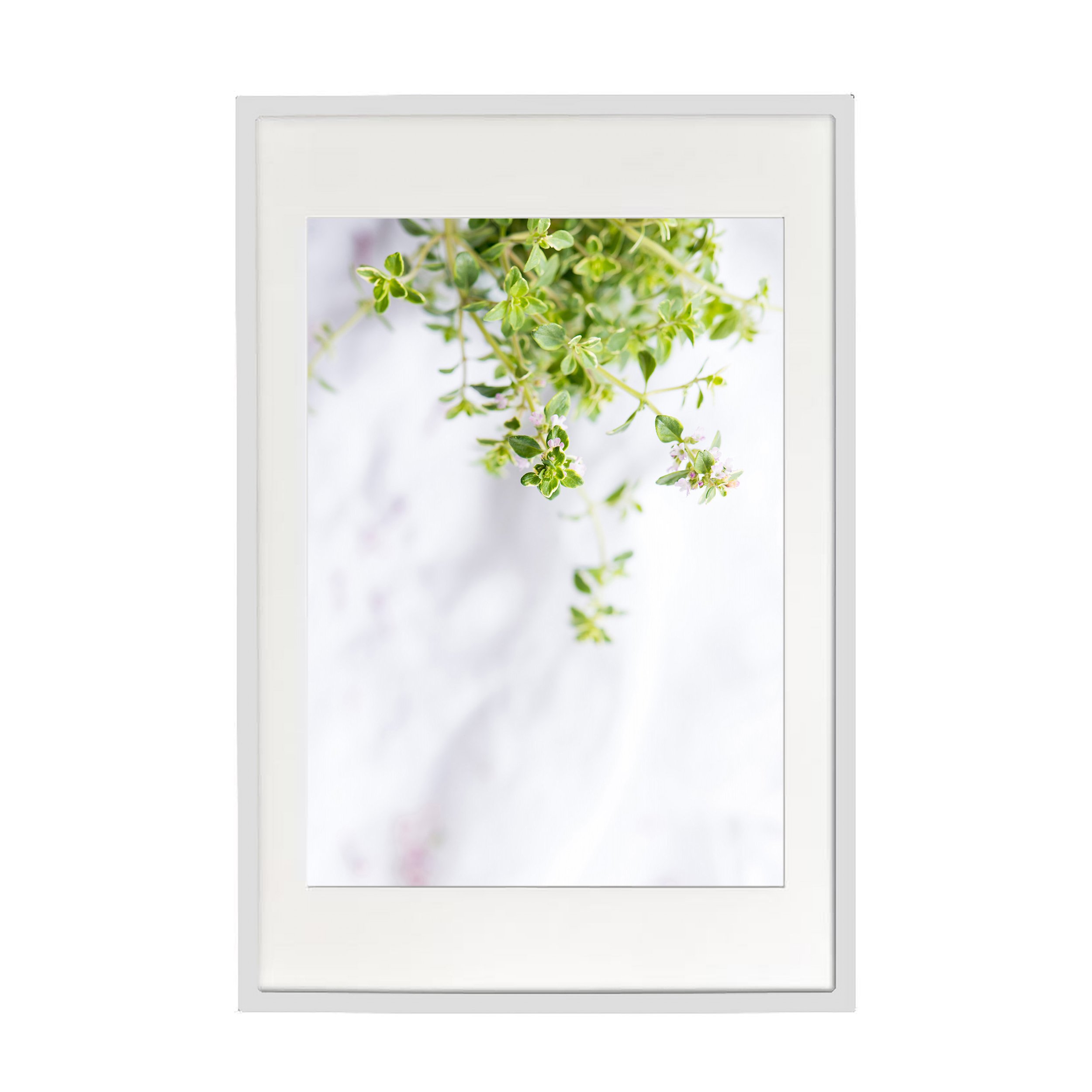 thyme-w.jpg