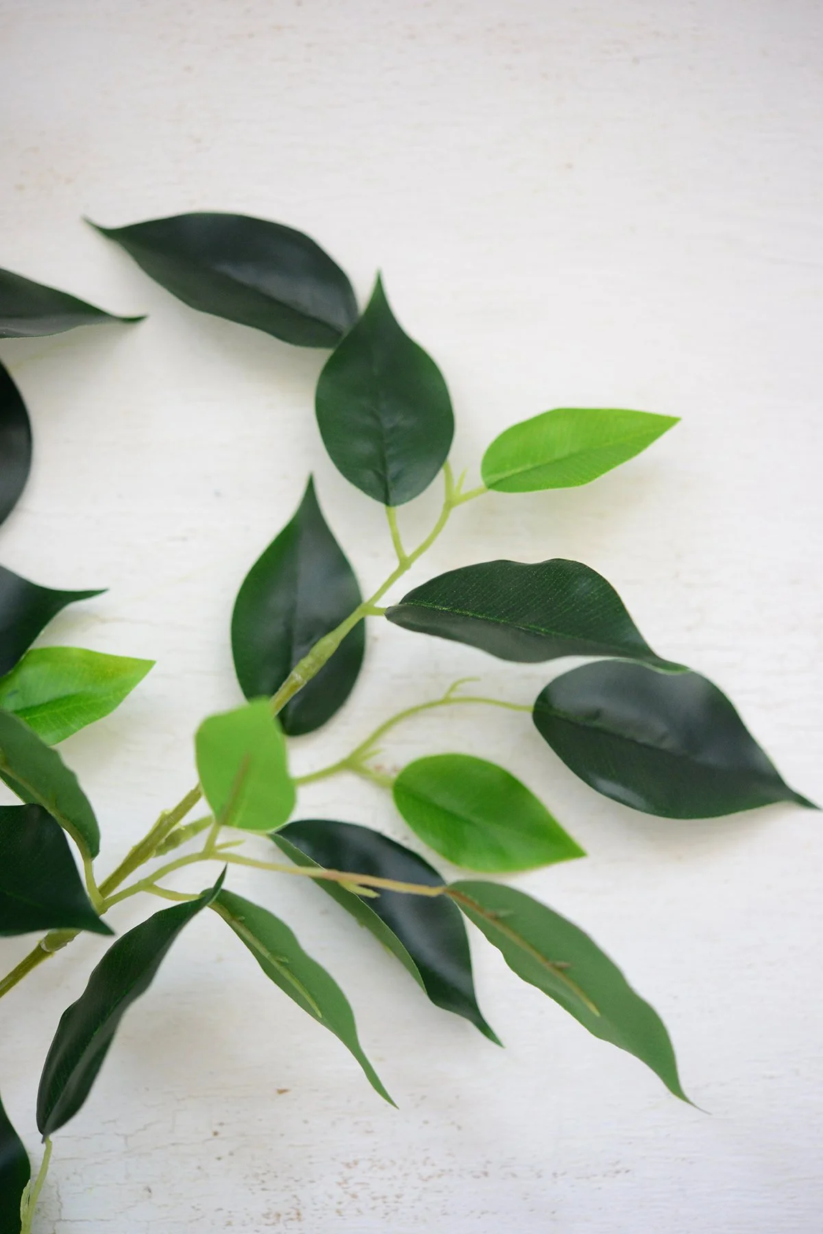 premium banyan stem-005.jpg