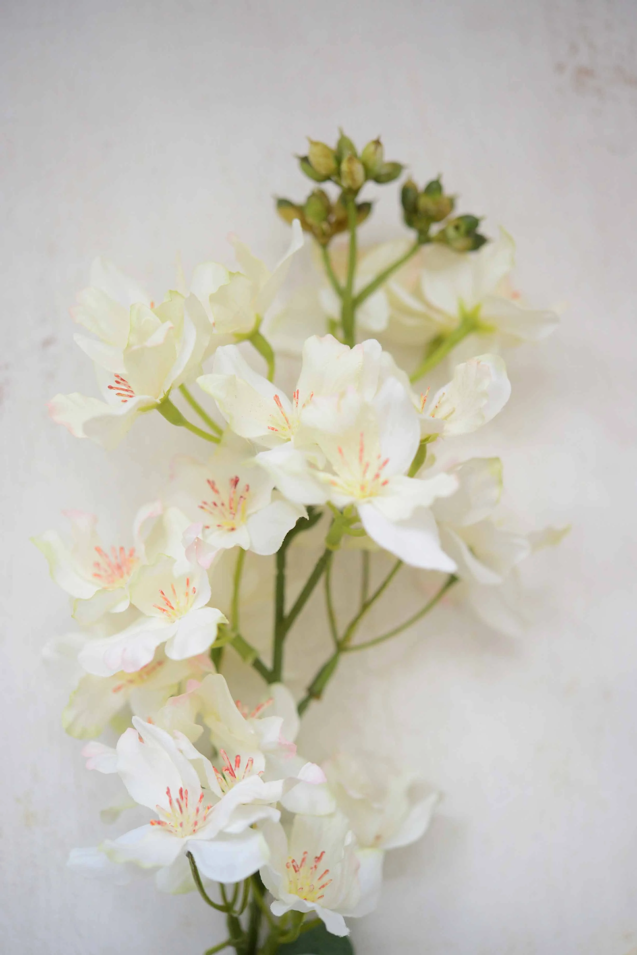 DSC_0379 copy for web.jpg