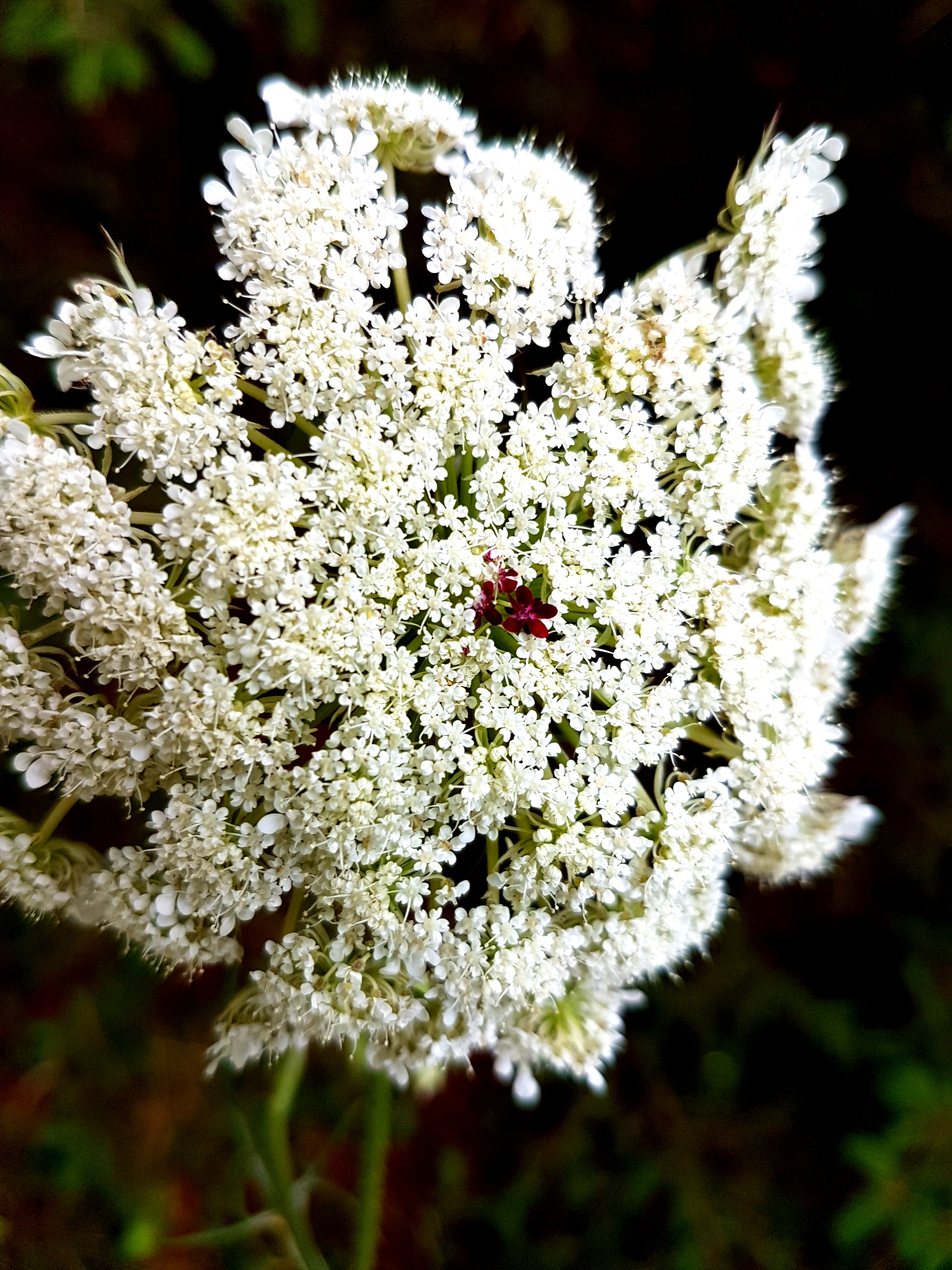 20180730_171827.jpg