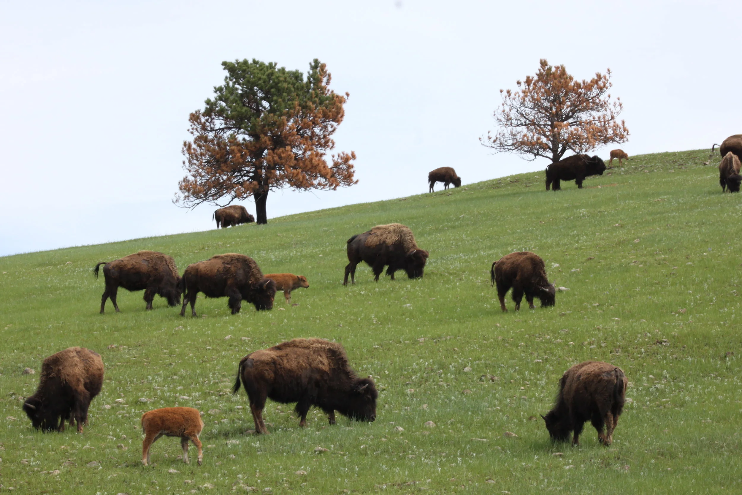 Meeks at Custer State Park