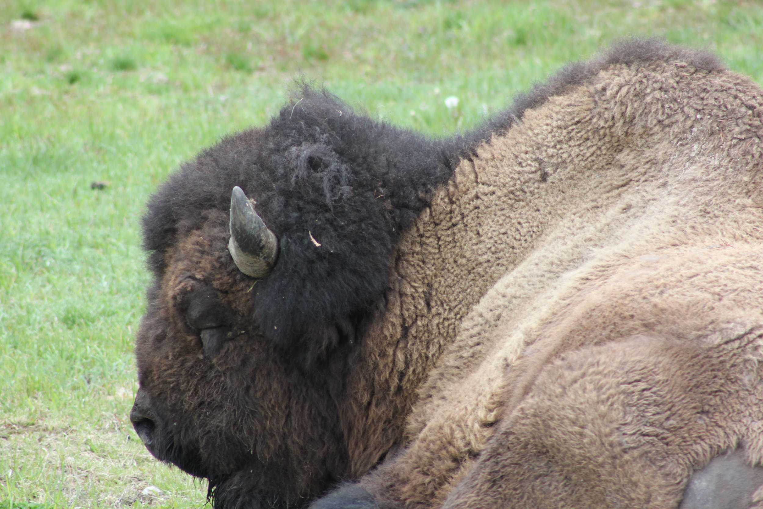 Meeks at Yellowstone