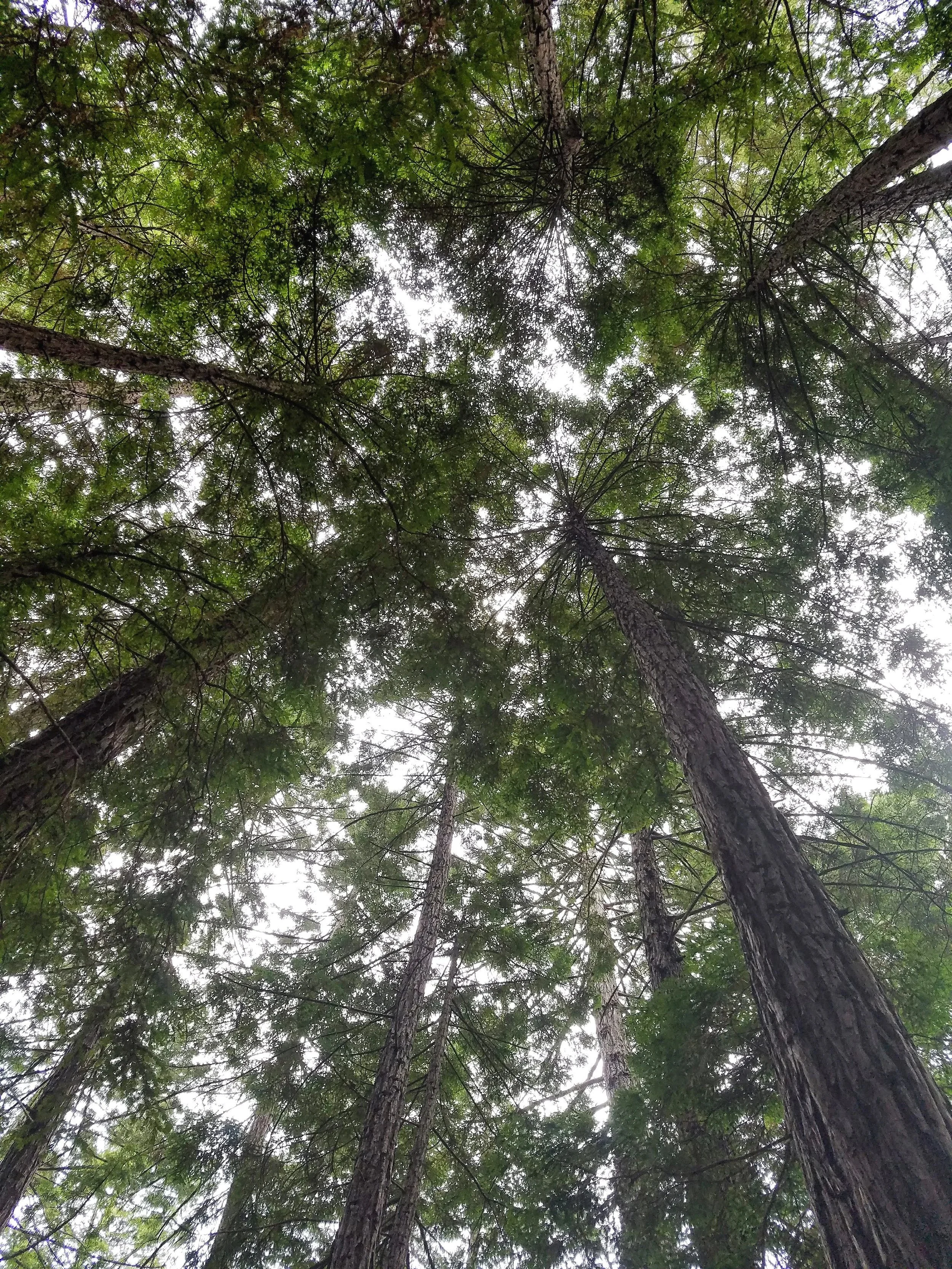 Muir Woods, Mill Valley, CA 2016
