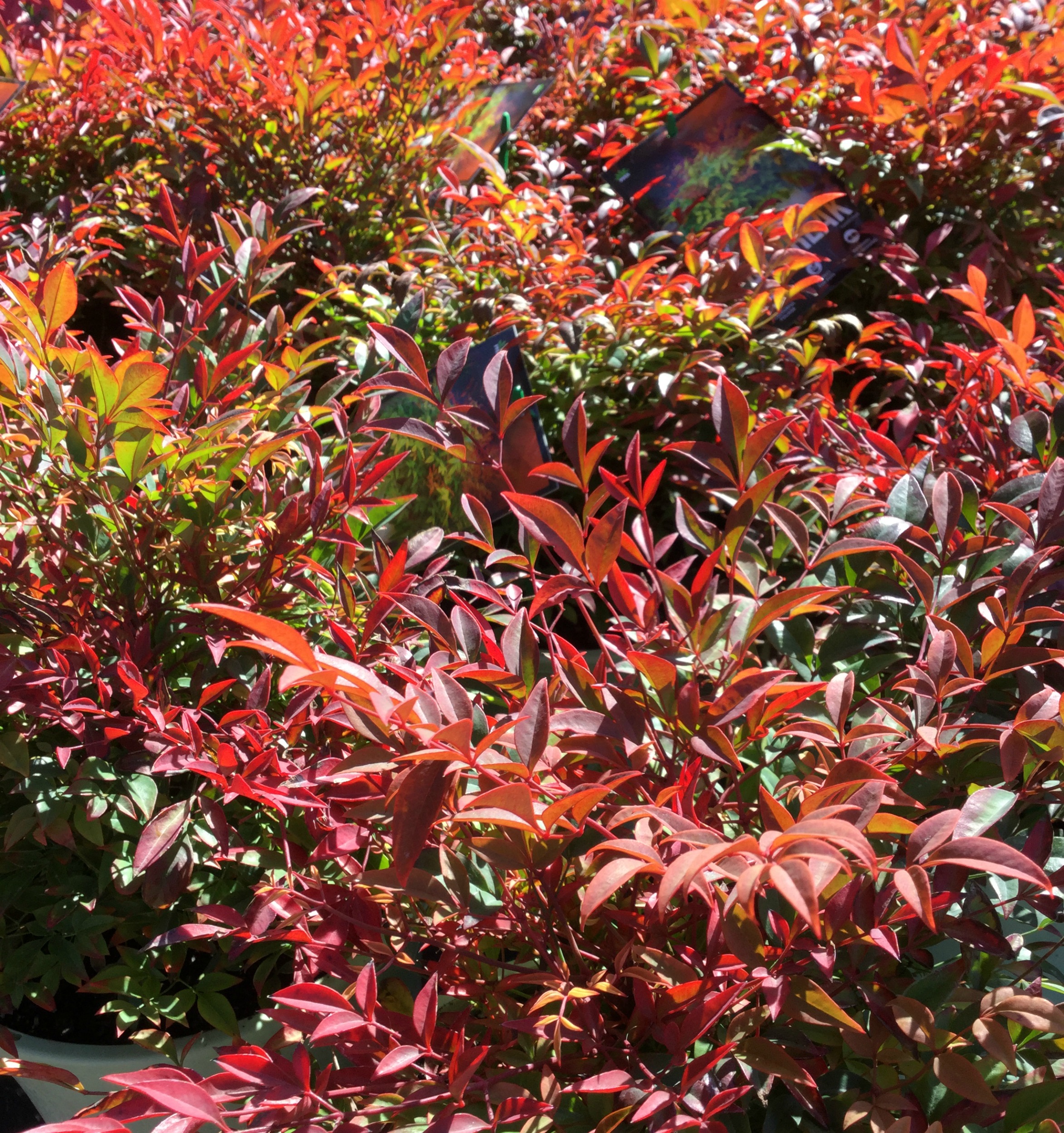 Nandina magical day break .jpg