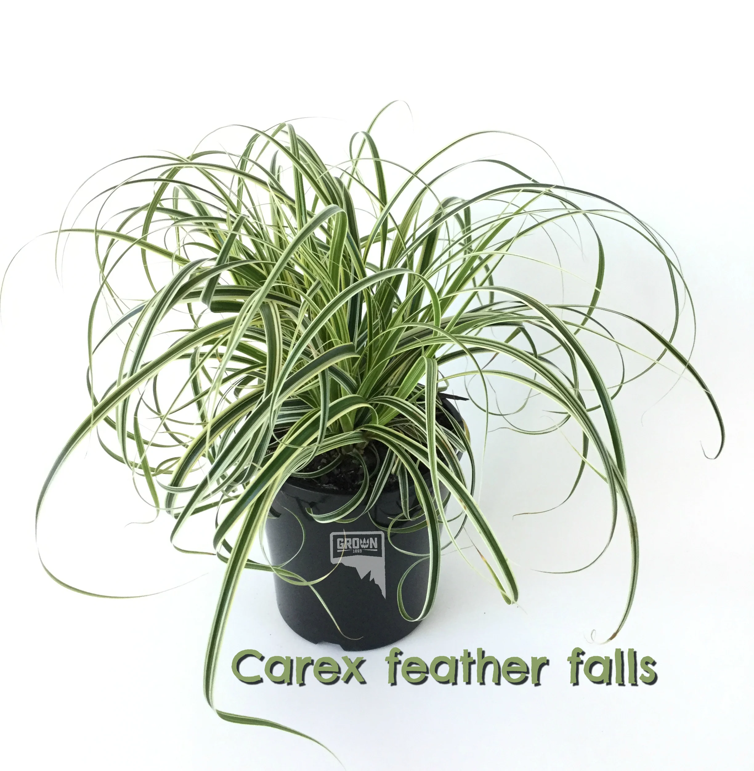 Carex feather f CropWM alls .jpg