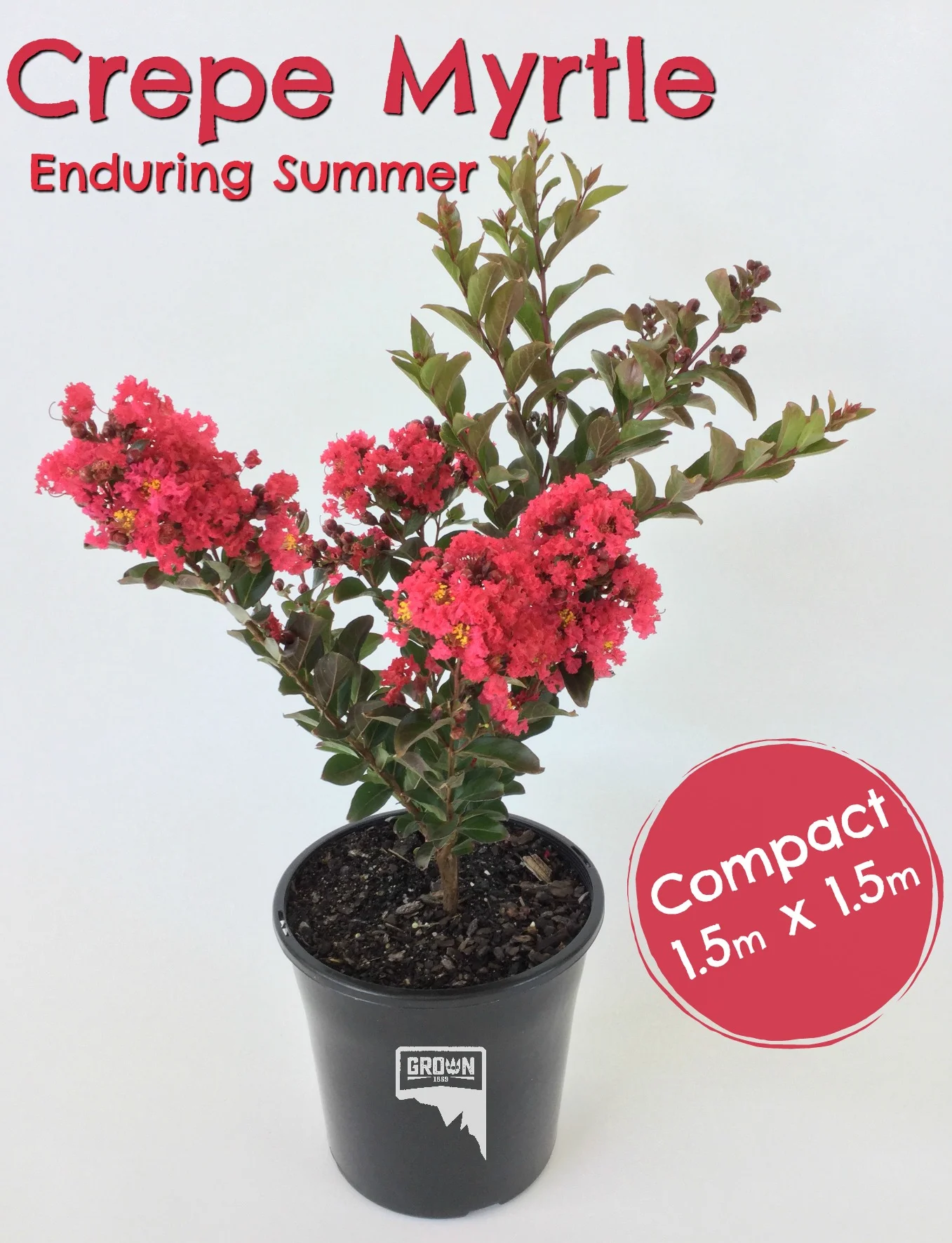 Enduring Summer Red