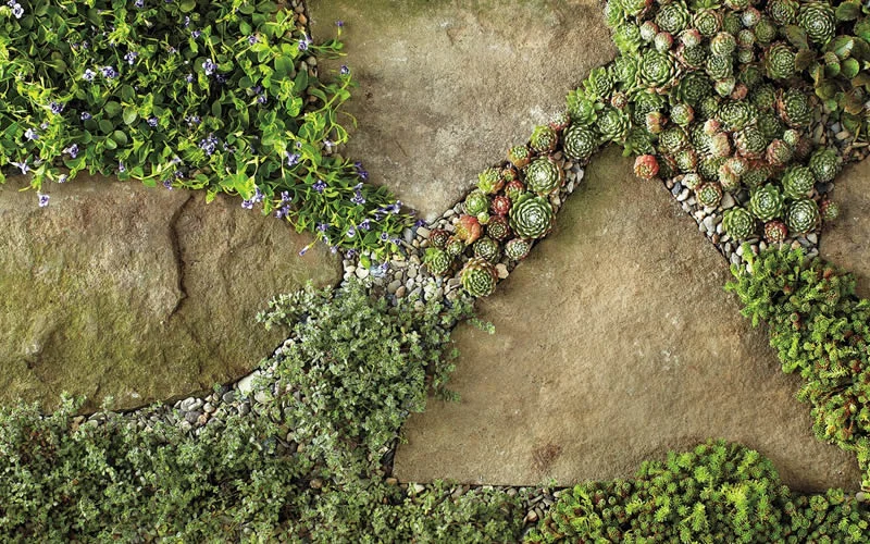 SUCCULENTS