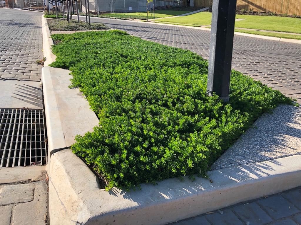 Myoporum parvifolium