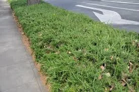 PROSTRATE ROSEMARY