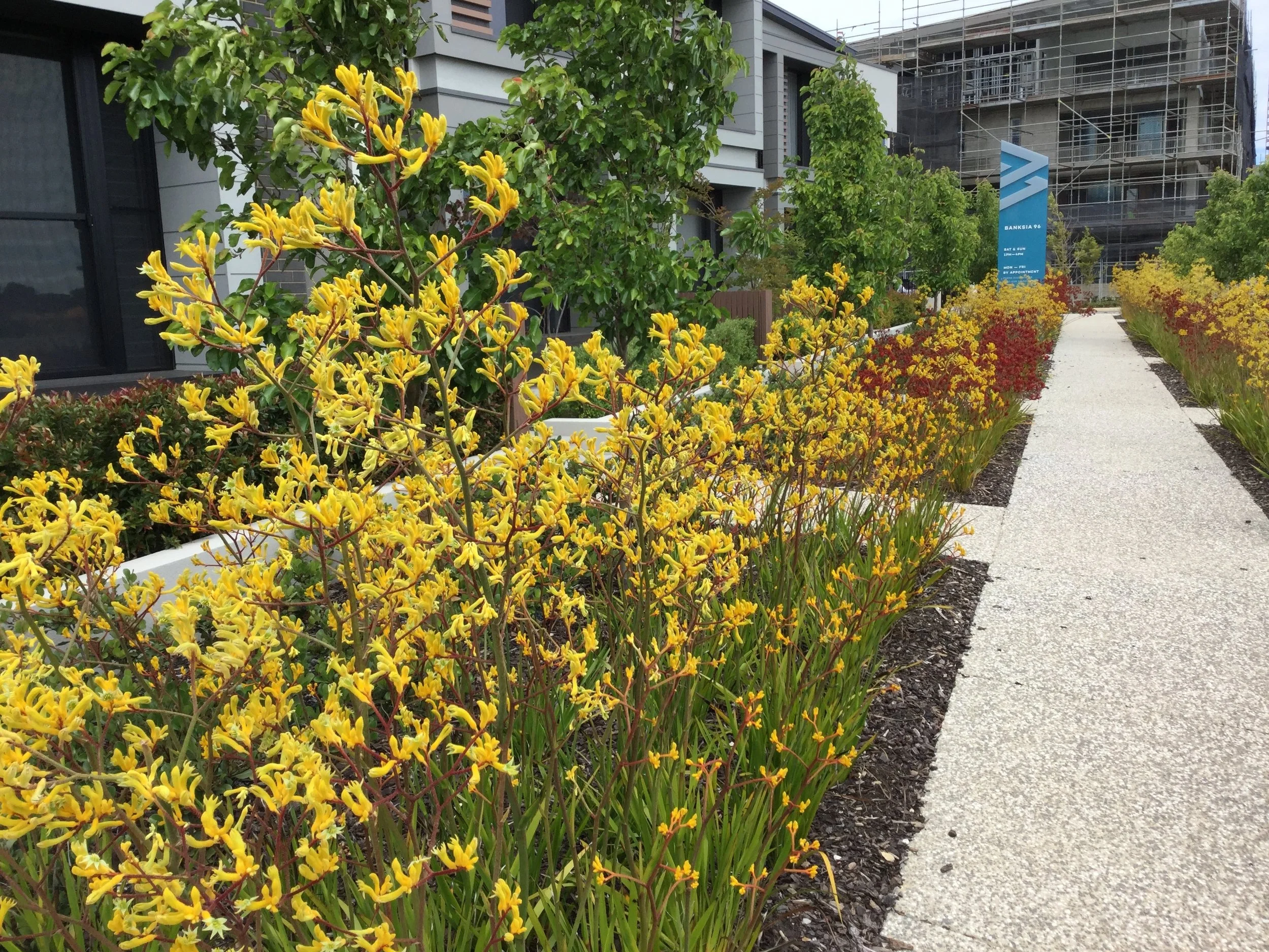 KANGAROO PAW