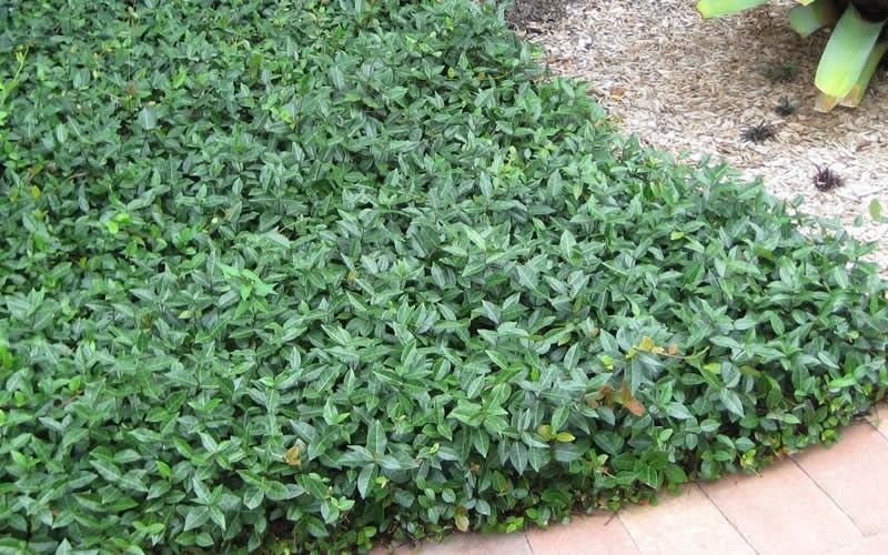 TRACHELOSPERMUM FLAT MAT