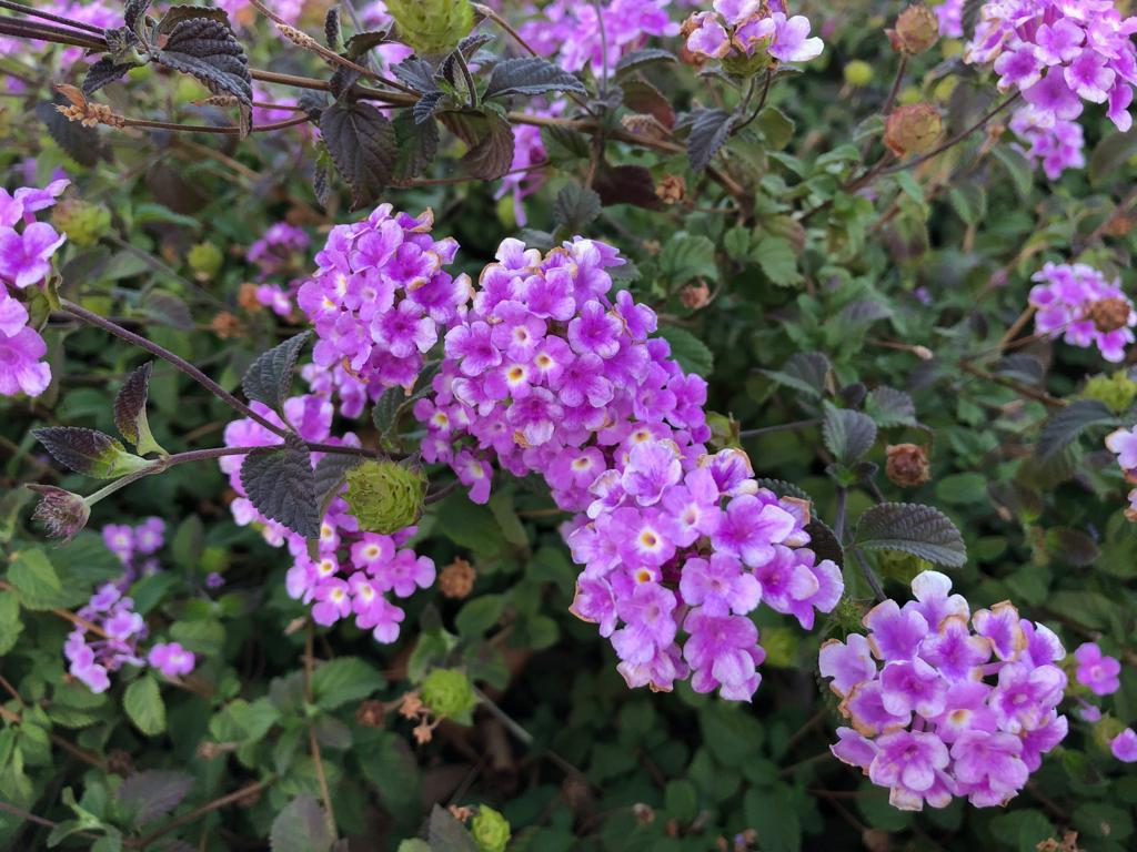 Lantana montevidensis