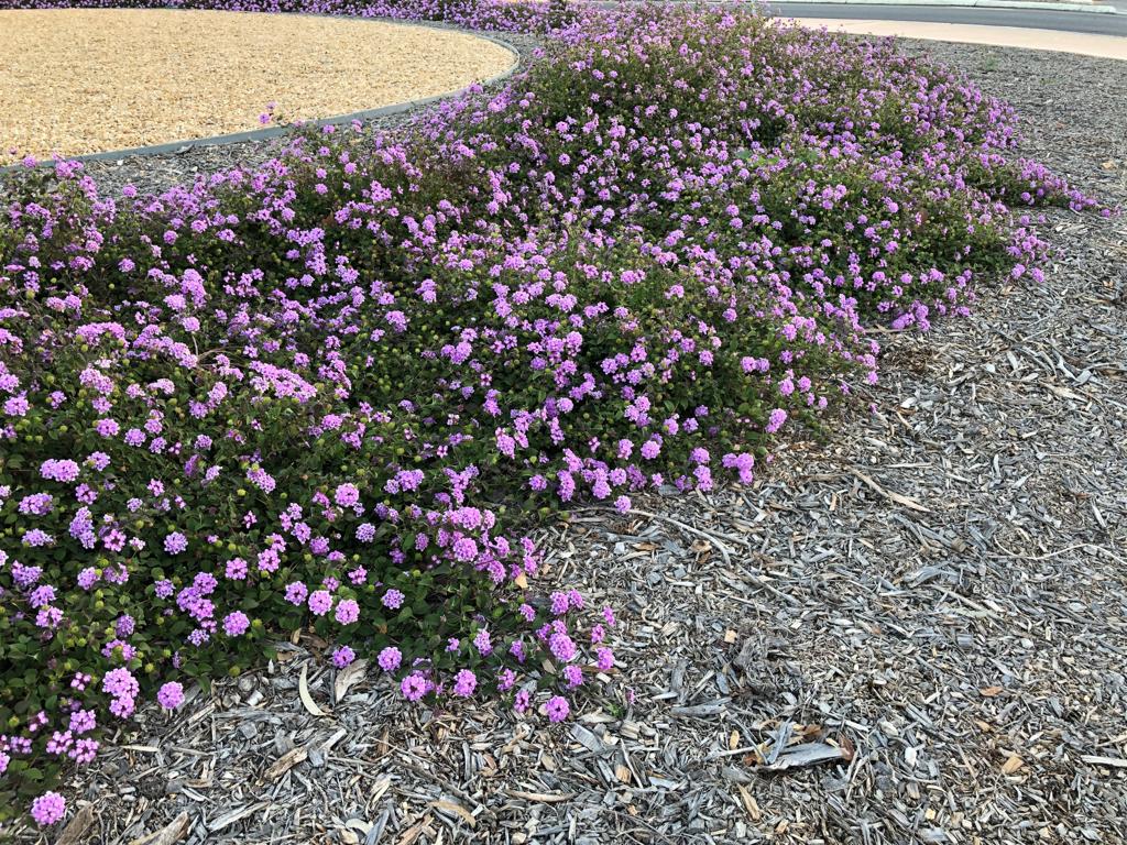 Lantana montevidensis SA permitted