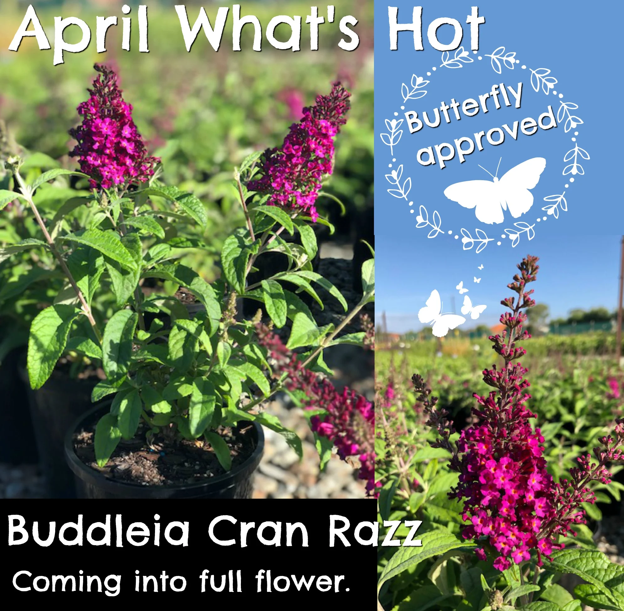 Buddleia Cran Razz