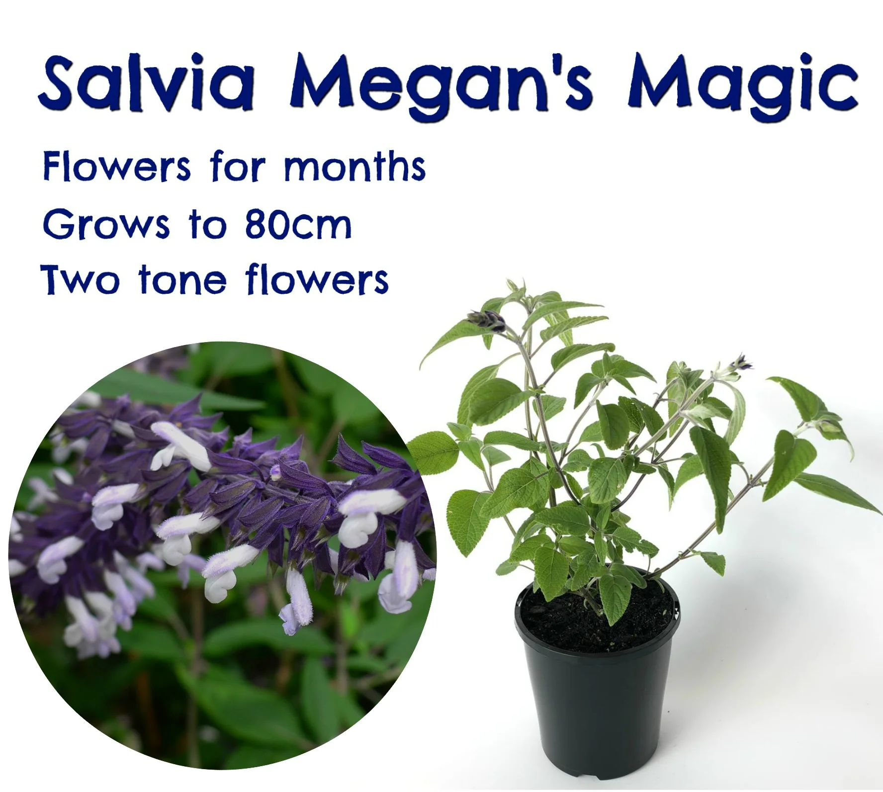 ignition purple Salvia