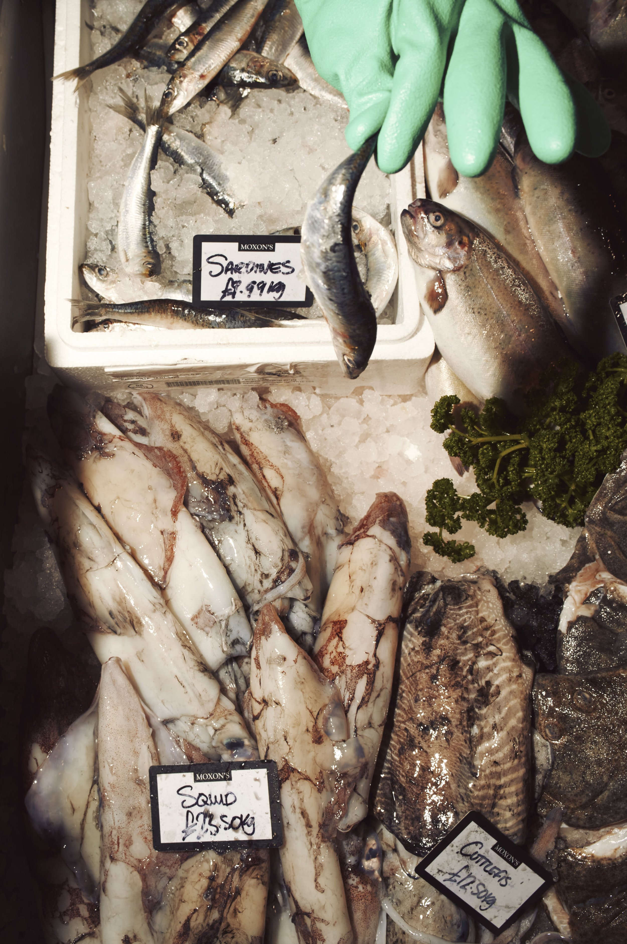 24-01-19_MOXON'S FISH MONGER_M11_L1004000.jpg