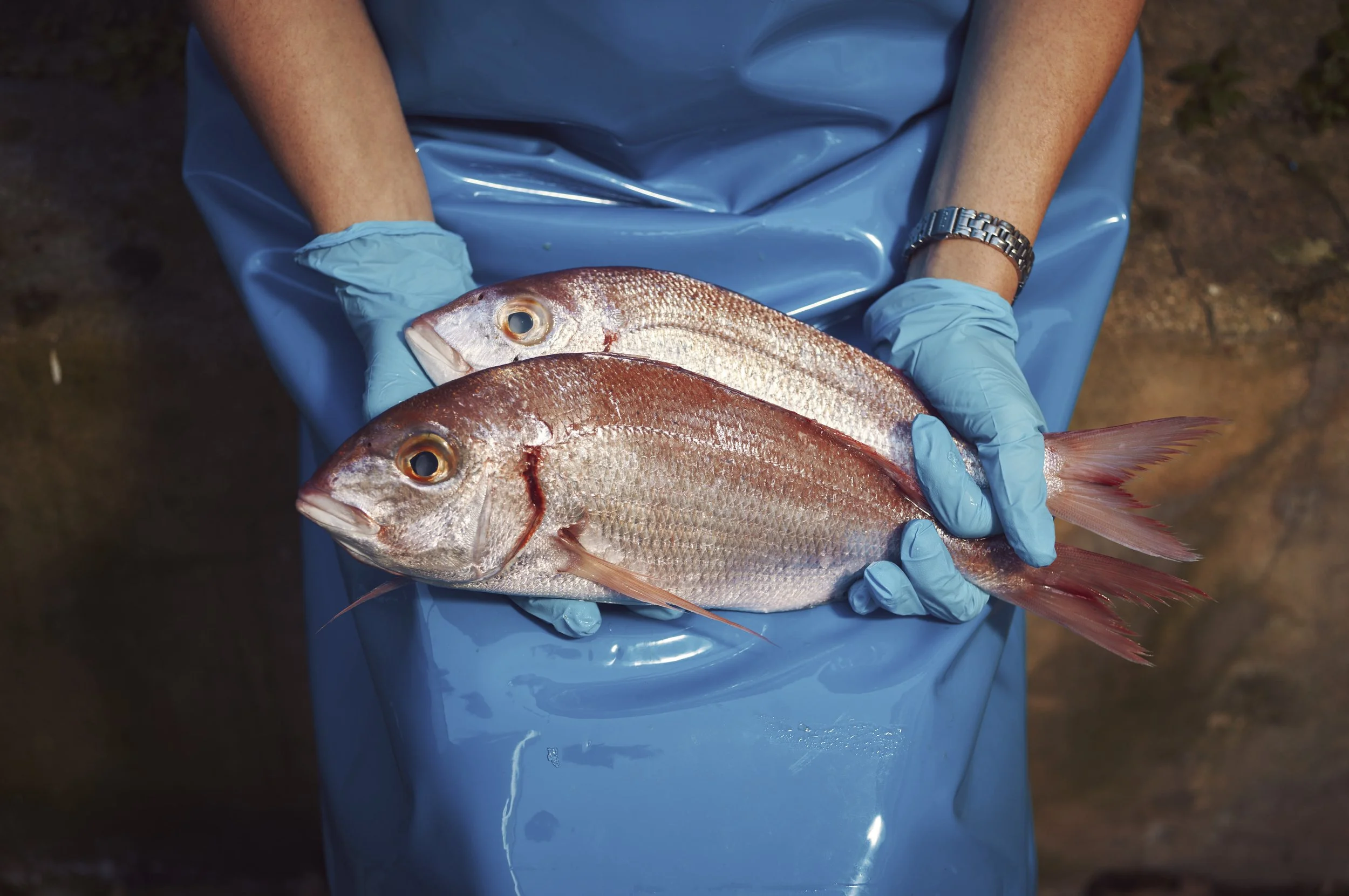 24-01-19_MOXON'S FISH MONGER_M11_L1003876.jpg