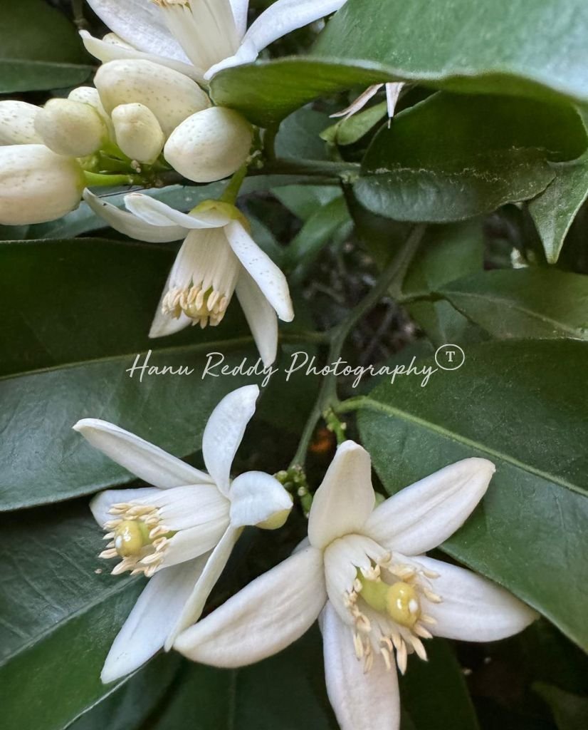 Hanu Reddy Photography portrait (1).jpg