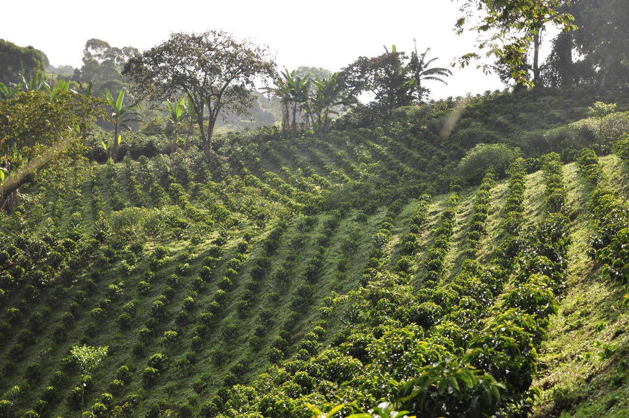 Armenia: a coffee lover's dream