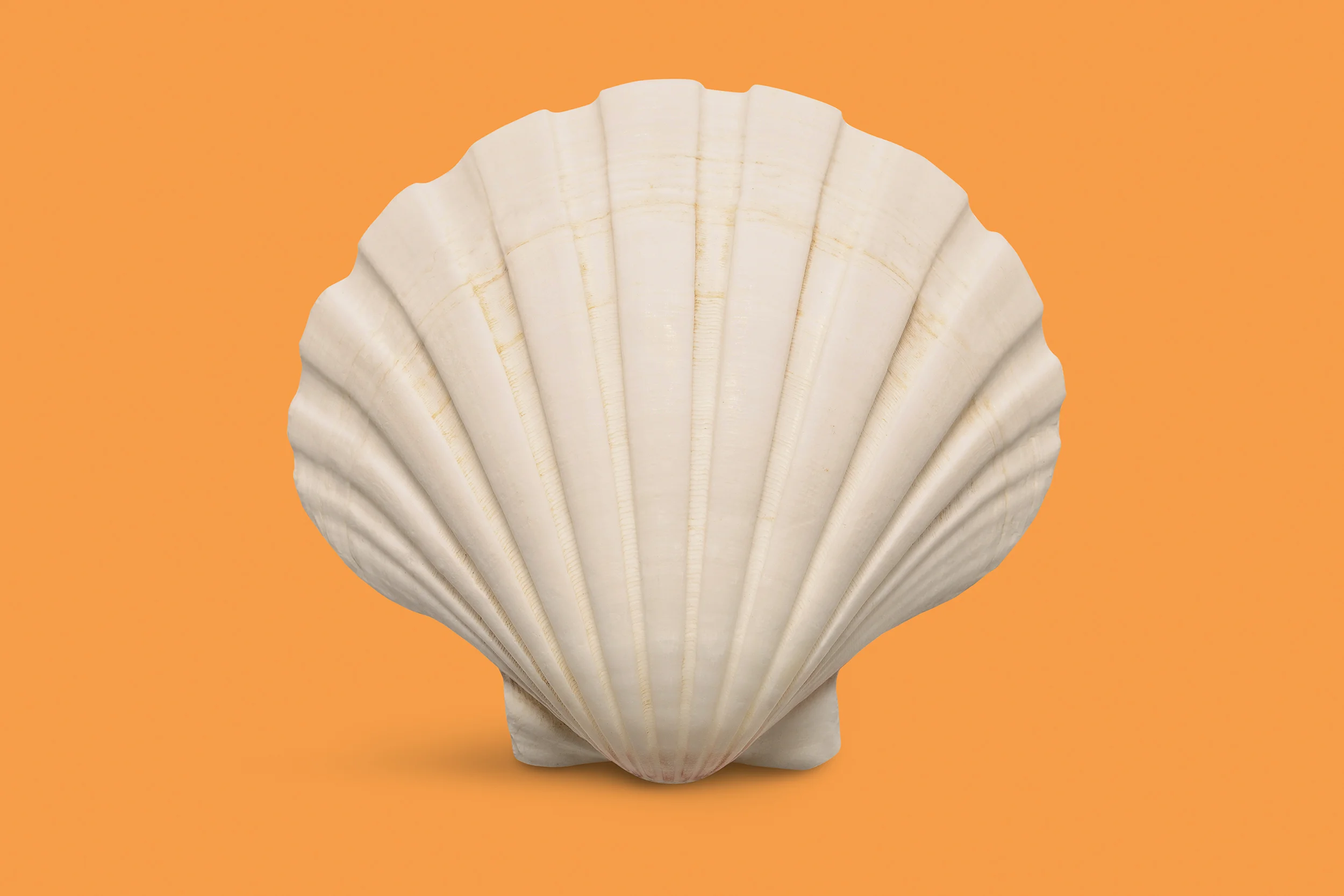 A23567x05C_Seashell_3u_MR.jpg