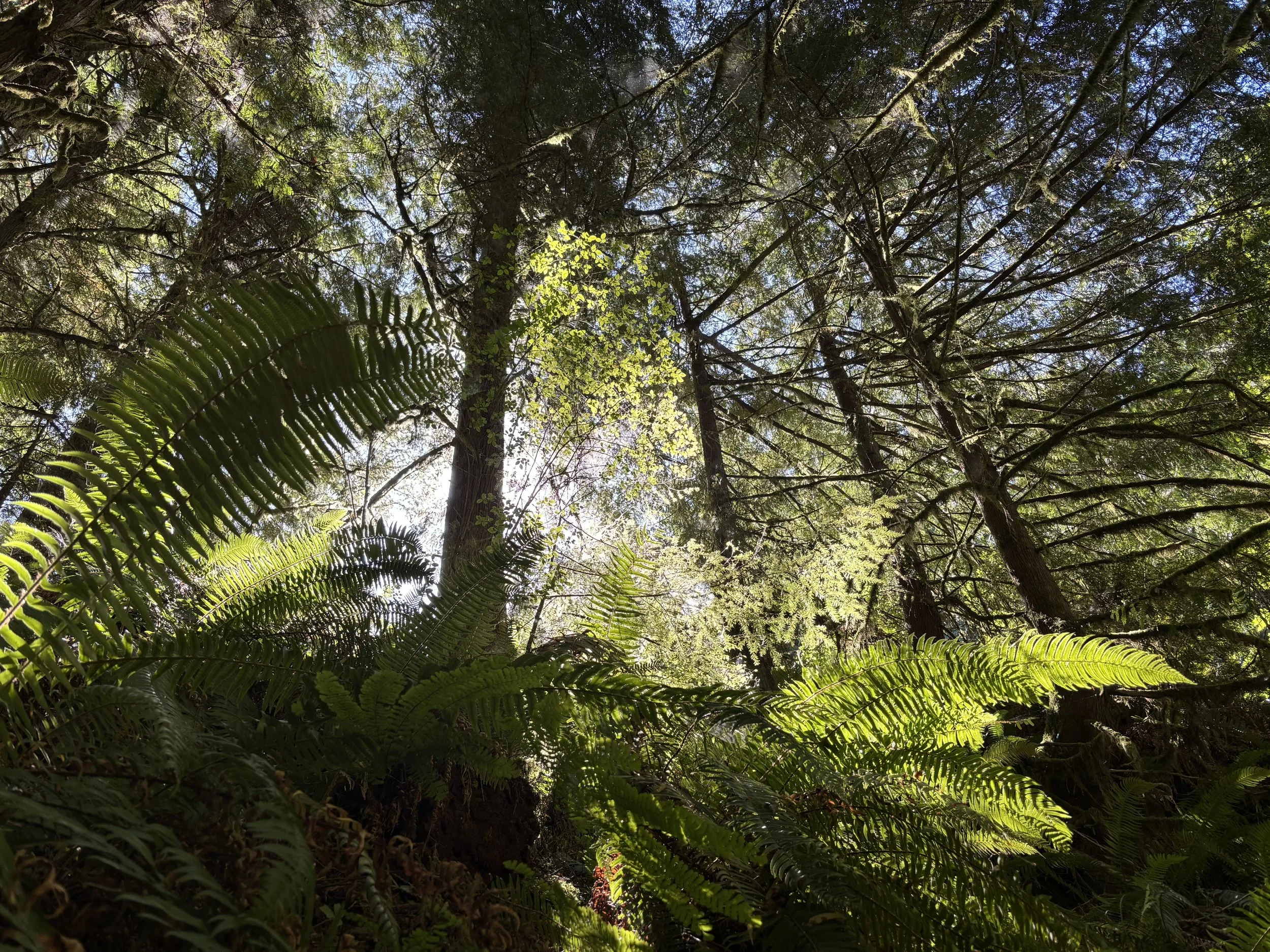 fern.jpg