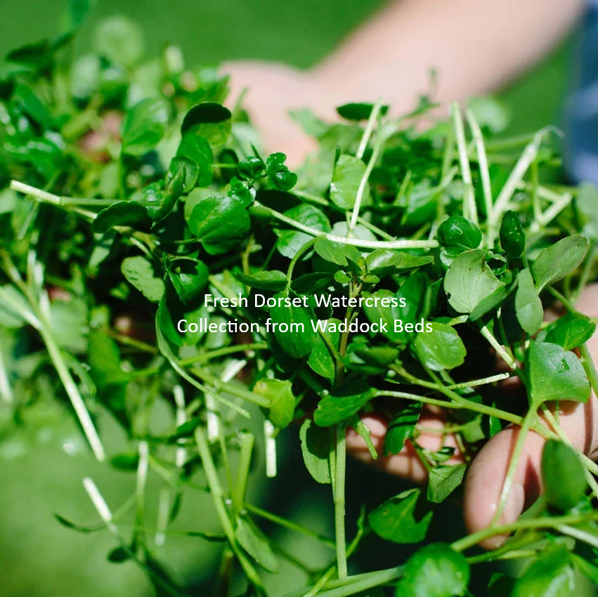 fresh-watercress-handful  Collection.png