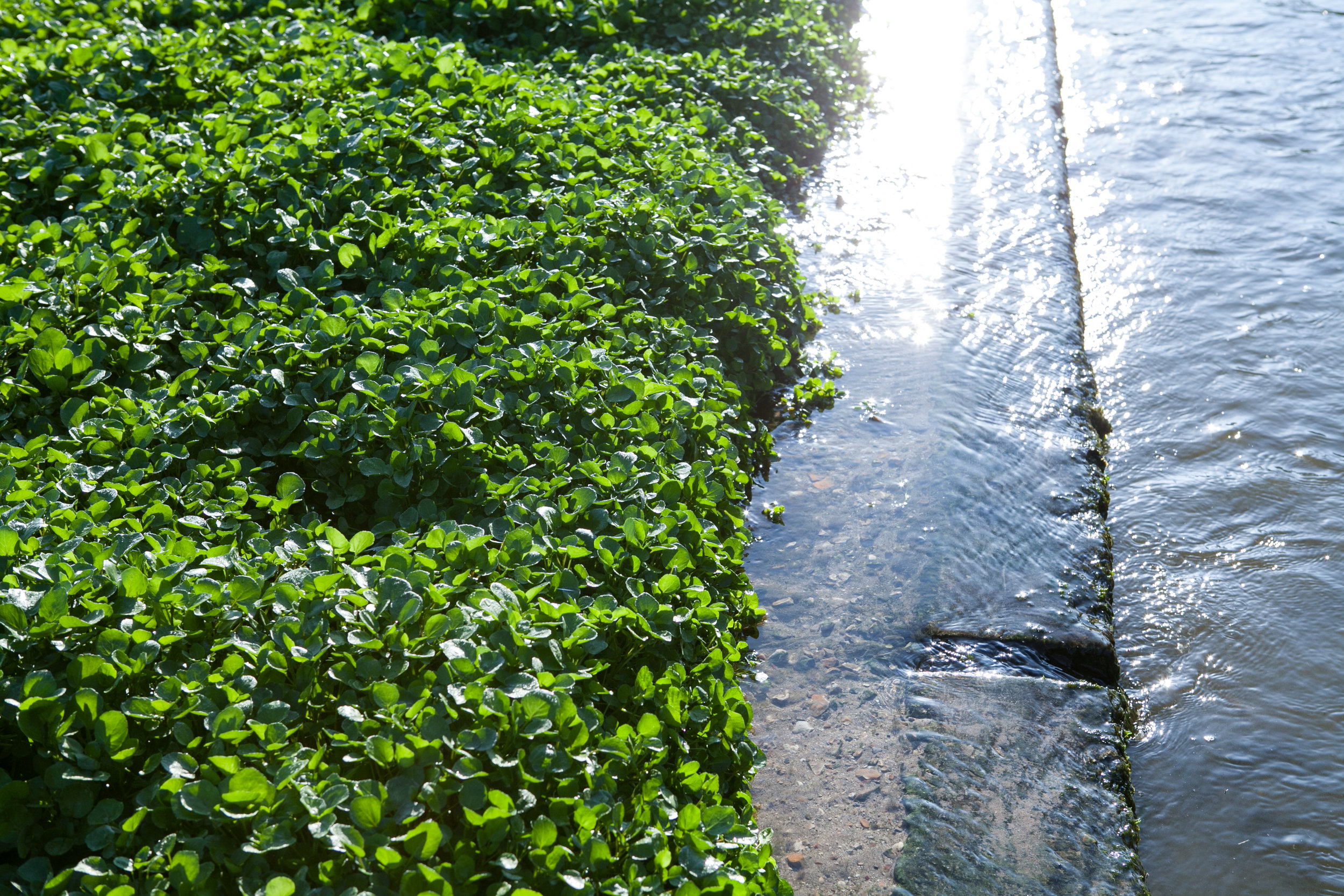 Dorset Watercress Bed with Flowing Spring Water.jpg