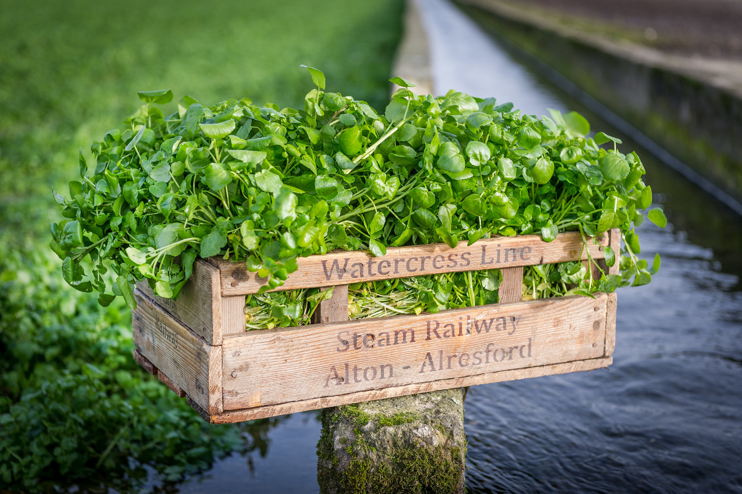 Watercress in wooden crate.jpg