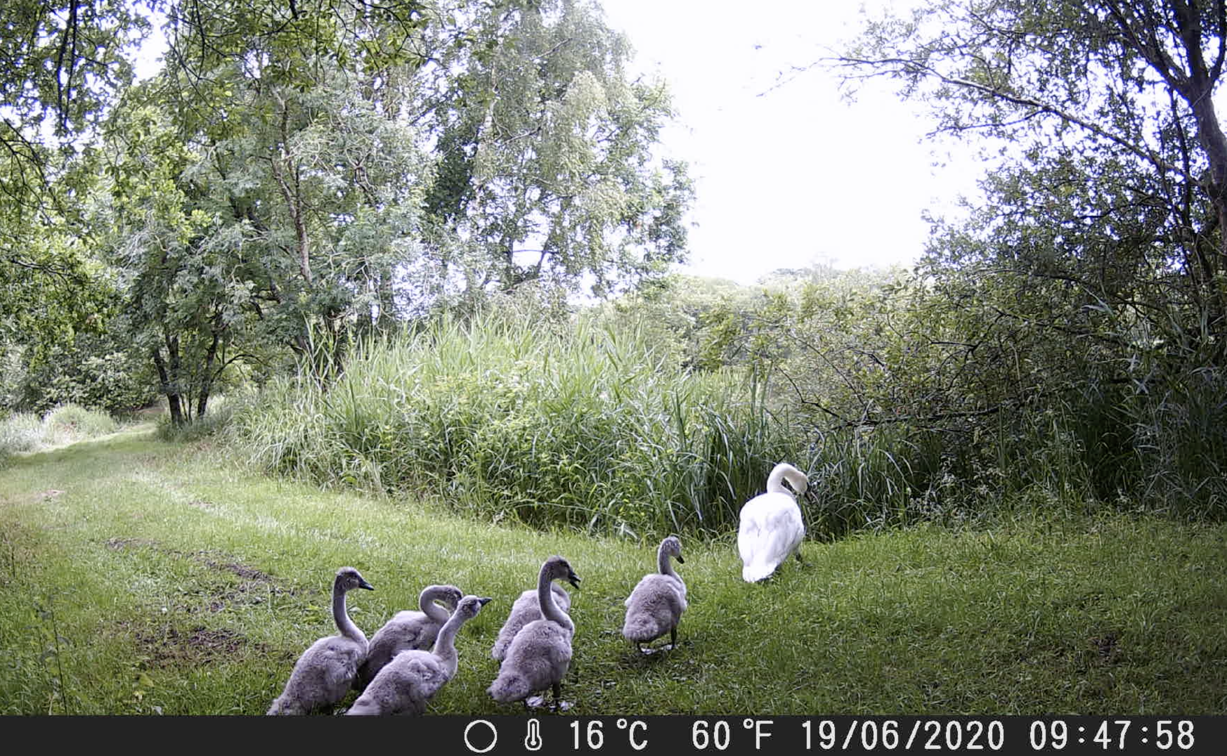 Family of Swans