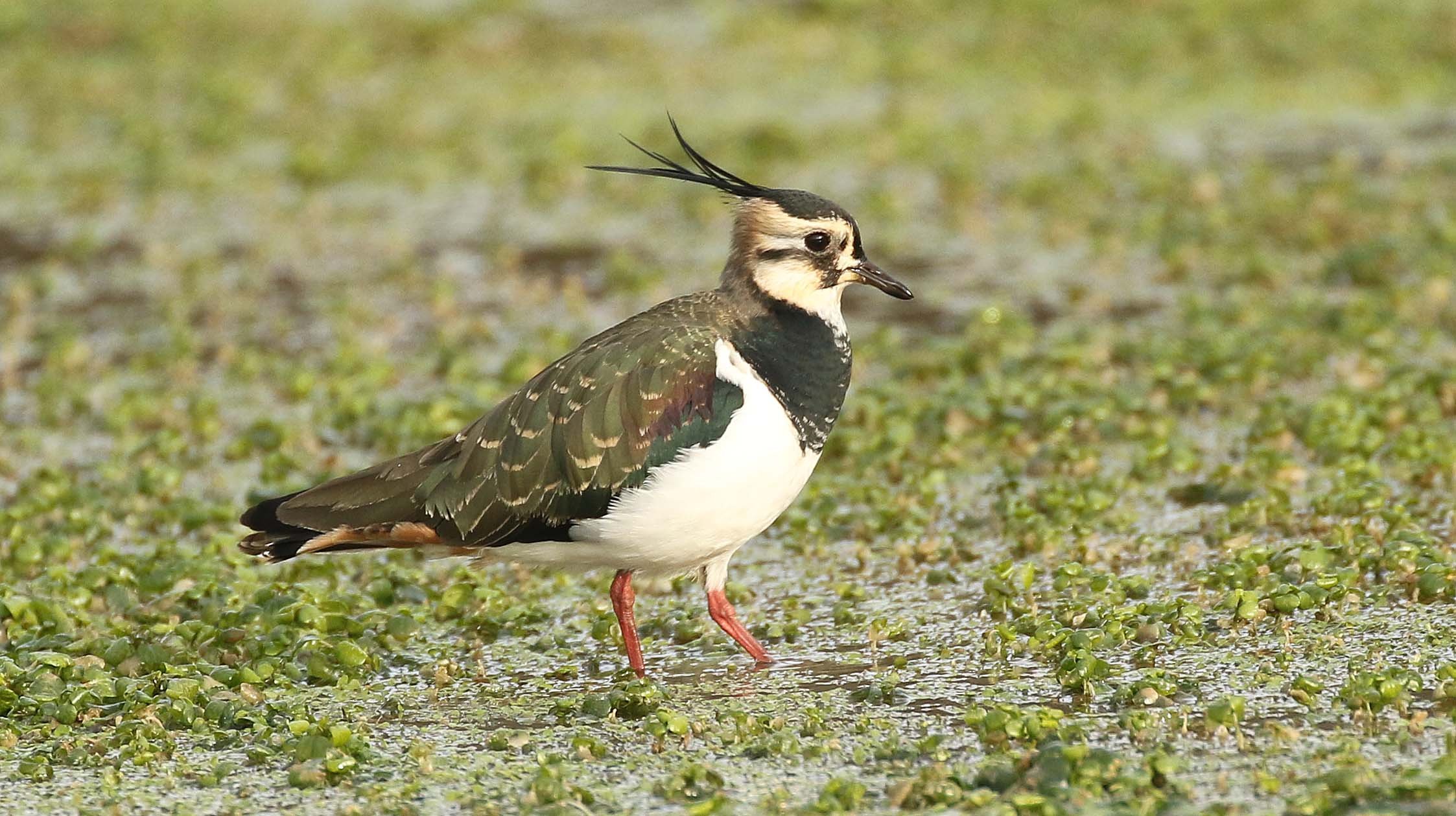 Lapwing