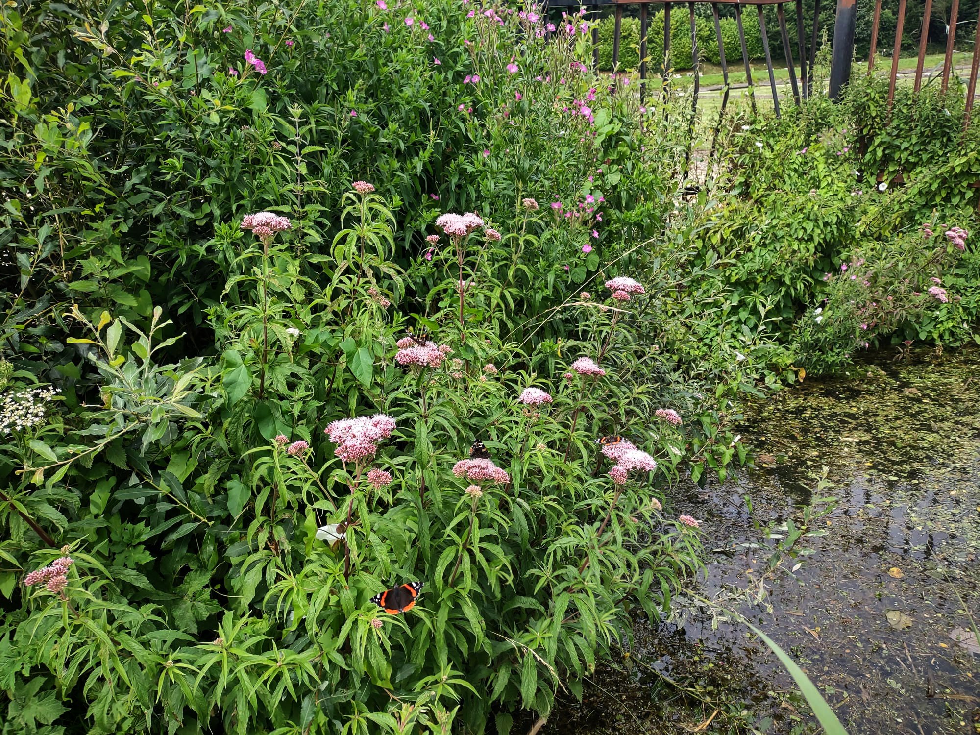 Red Admiral Butterflies on Hemp-agrimony